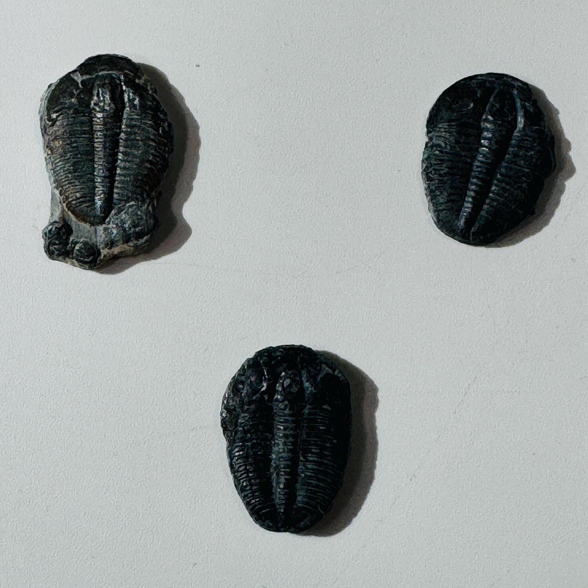 Trilobite fossil, Elrathia King from Utah