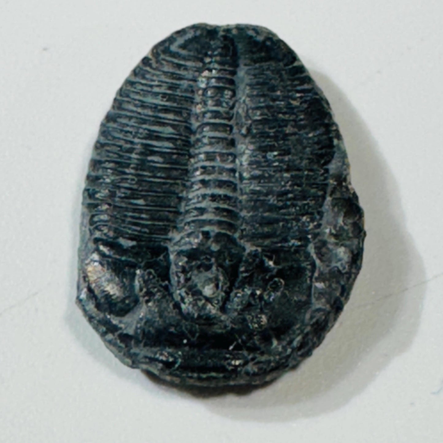 Trilobite fossil, Elrathia King from Utah