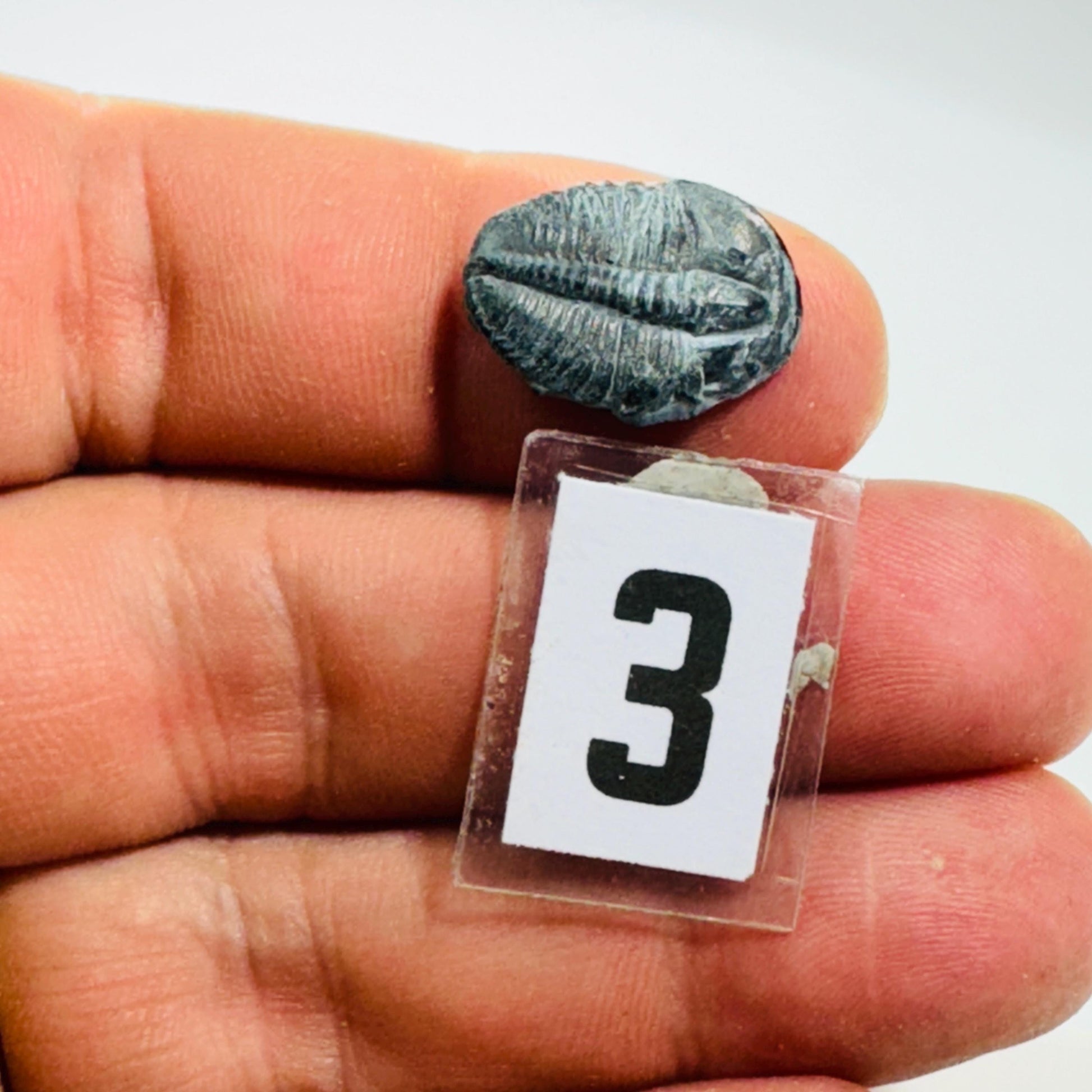 Trilobite fossil, Elrathia King from Utah