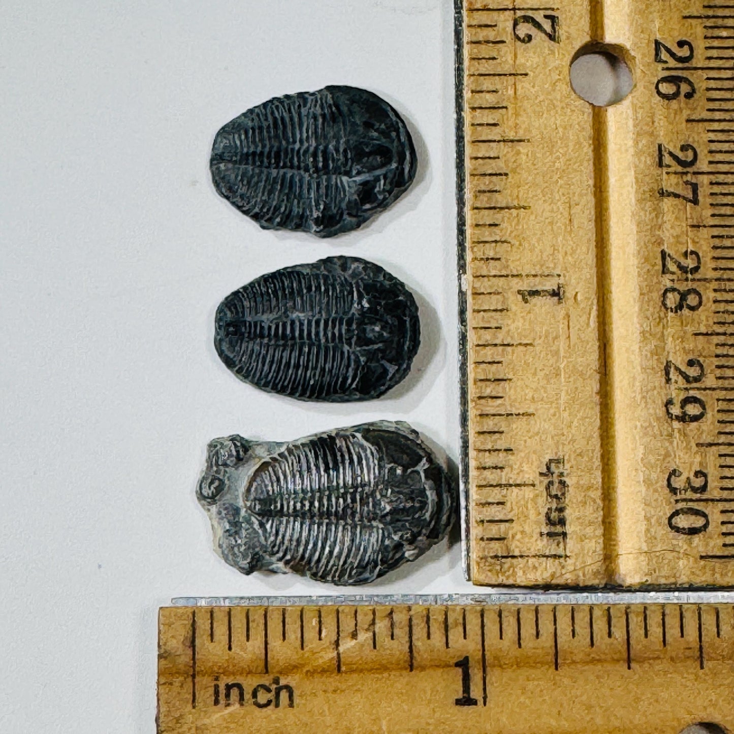 Trilobite fossil, Elrathia King from Utah
