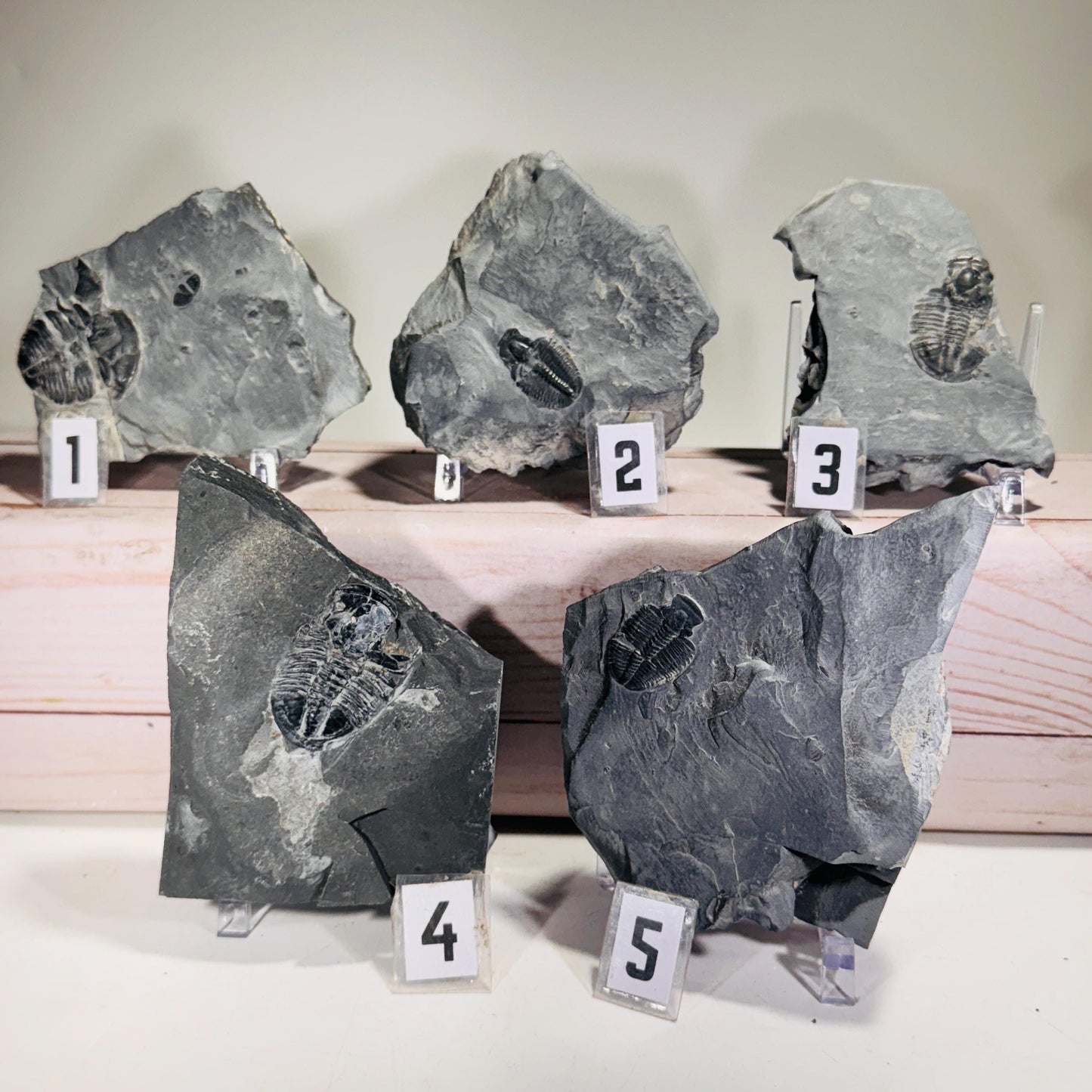 [shopname] - Partial trilobite fossils in Utah shale, rock decor