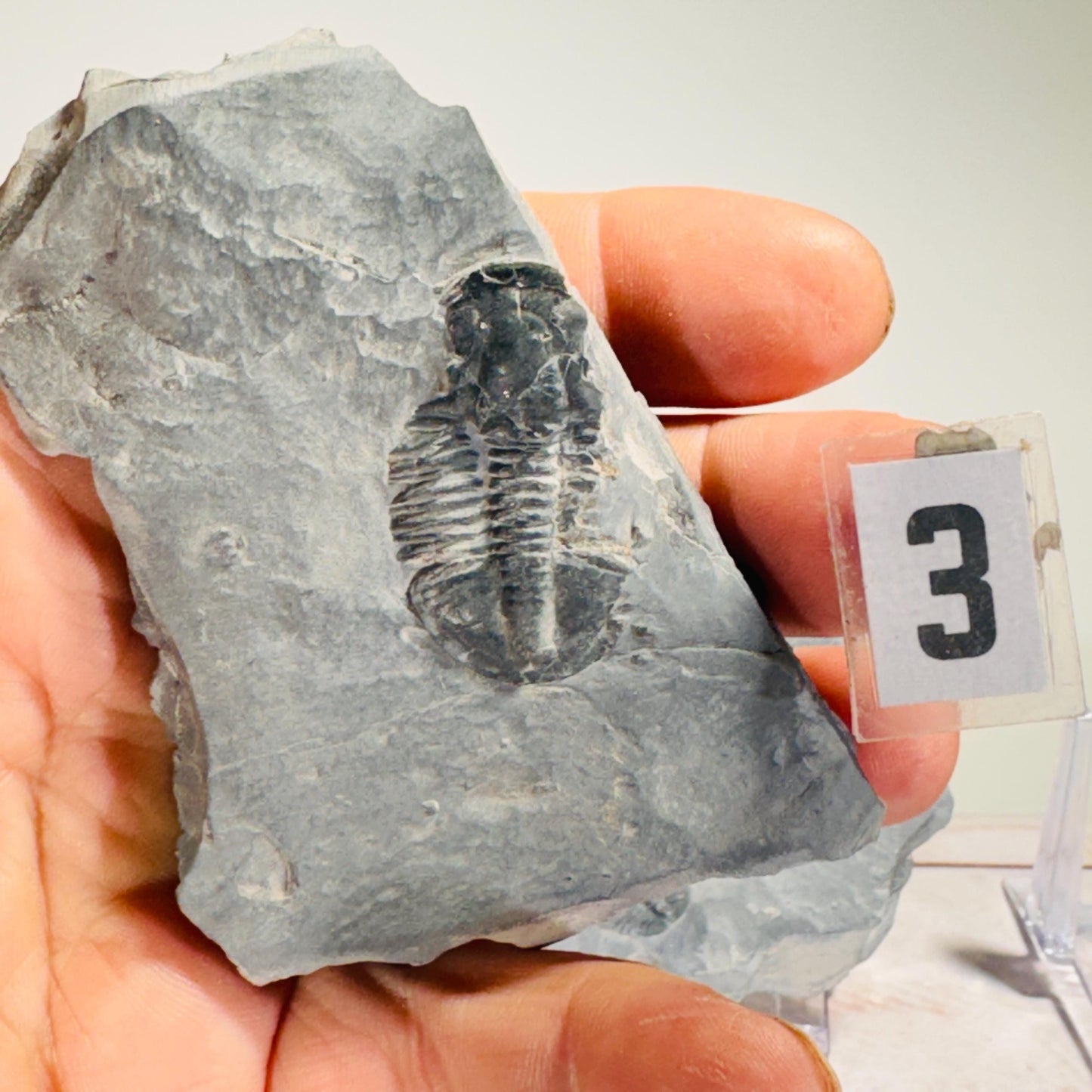 [shopname] - Partial trilobite fossils in Utah shale, rock decor