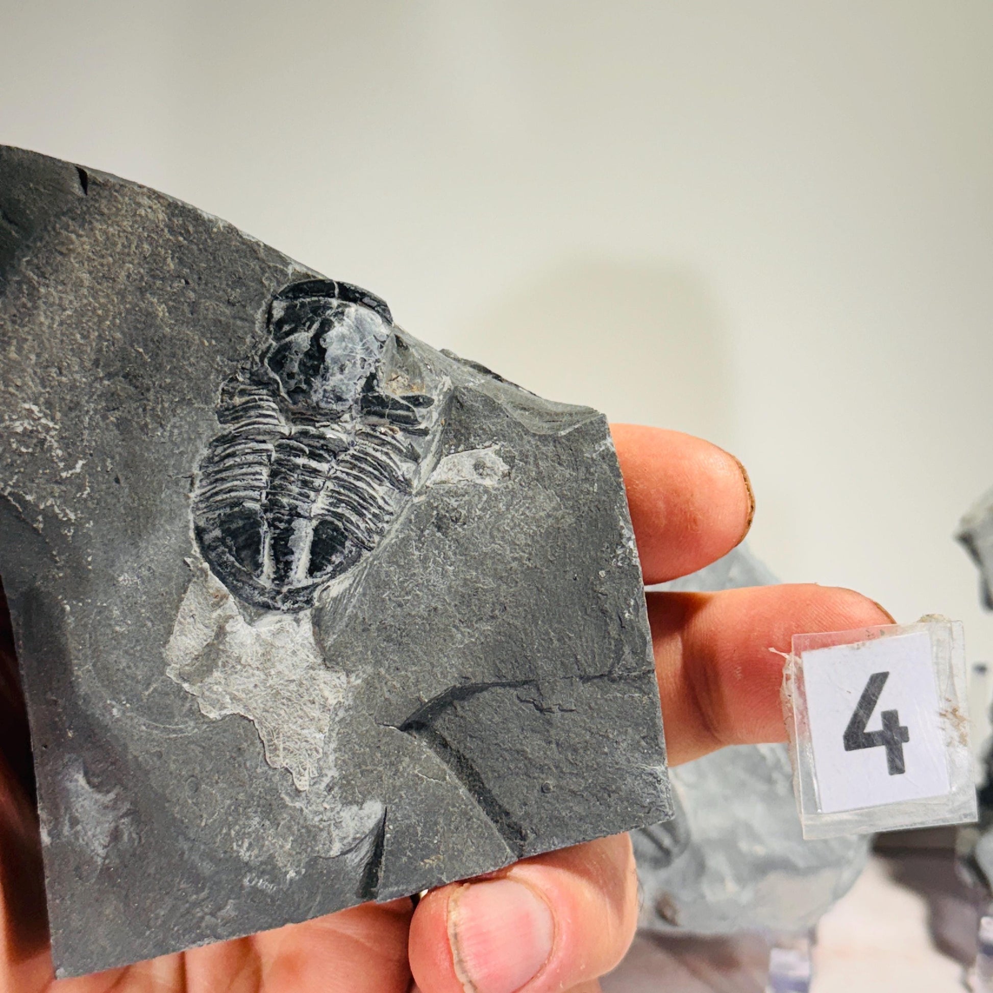 [shopname] - Partial trilobite fossils in Utah shale, rock decor