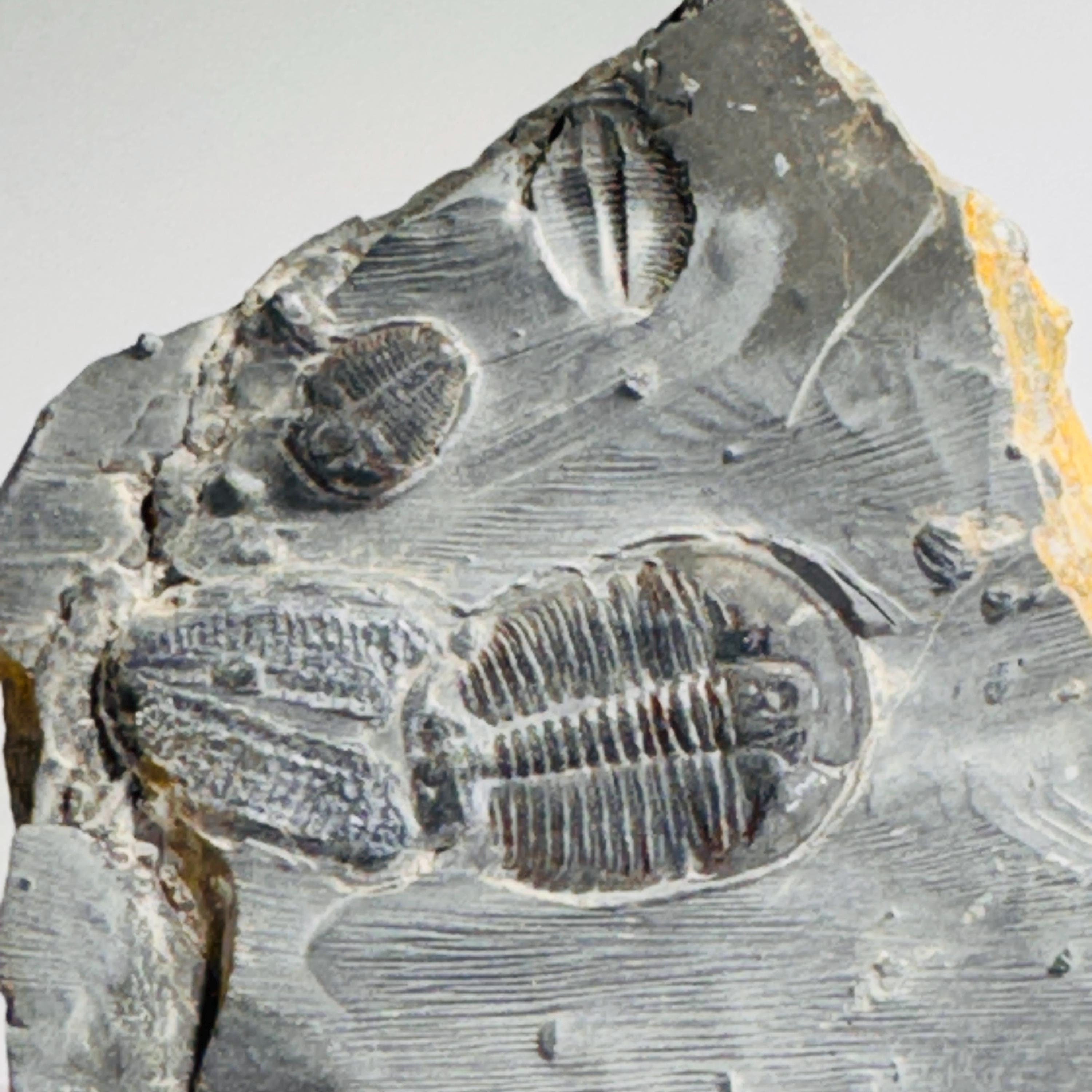 Complete trilobite fossils in Utah shale | YOU PICK fossil decor, Utah fossil, fossil collectible, trilobite specimen, Elrathia King