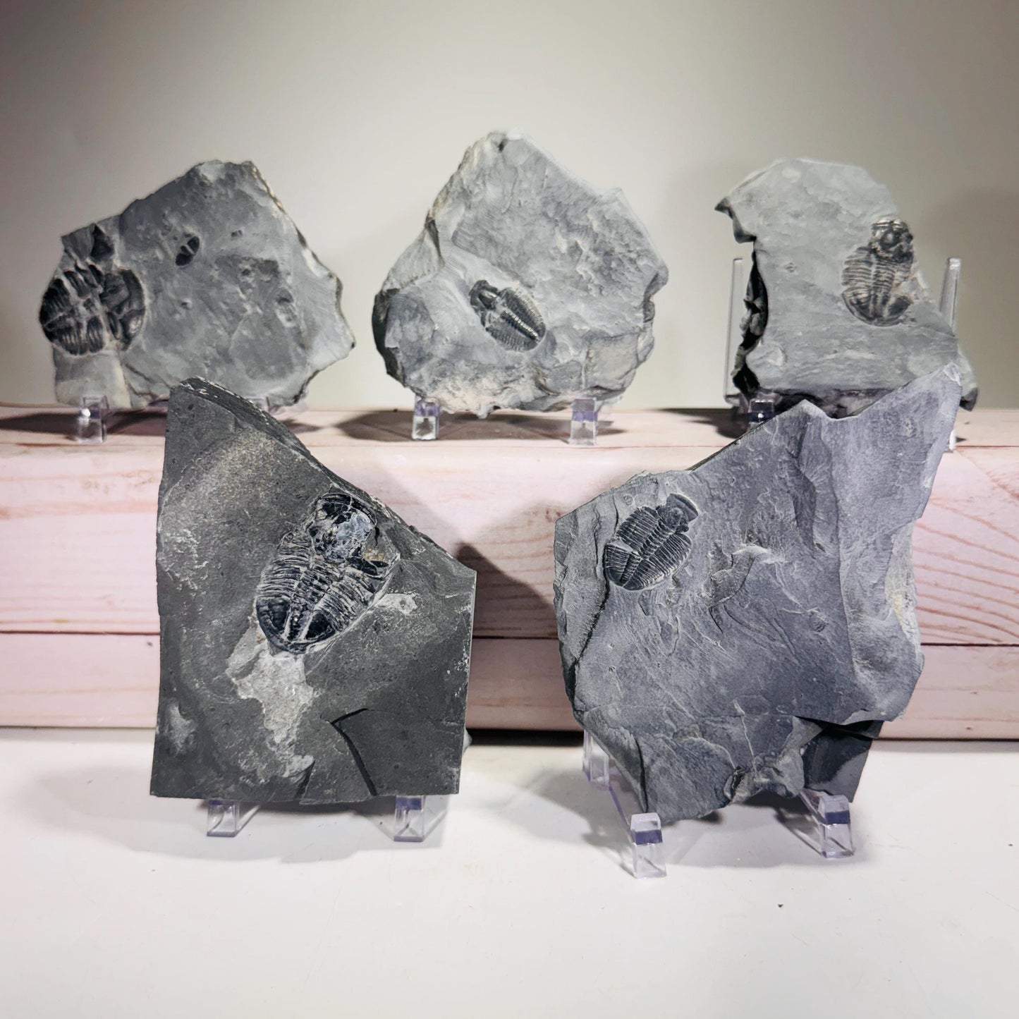 [shopname] - Partial trilobite fossils in Utah shale, rock decor