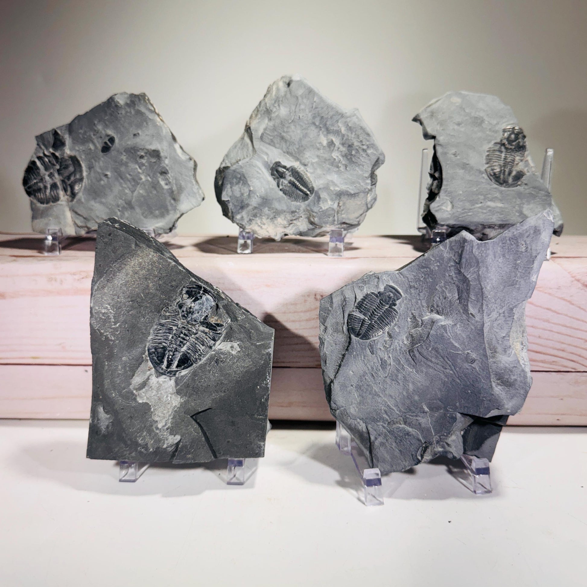 [shopname] - Partial trilobite fossils in Utah shale, rock decor