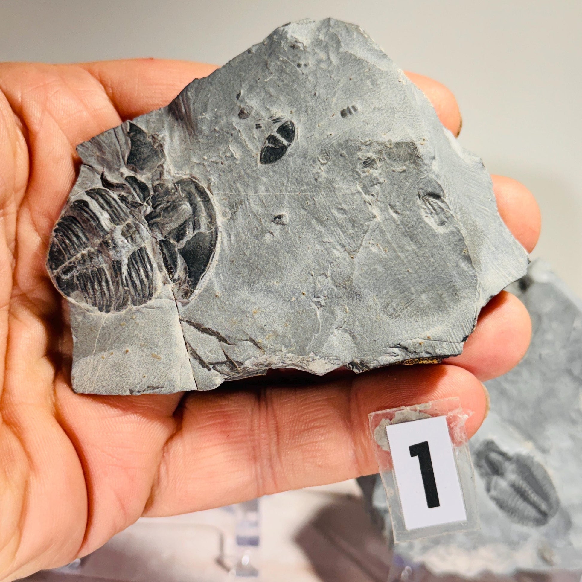 [shopname] - Partial trilobite fossils in Utah shale, rock decor