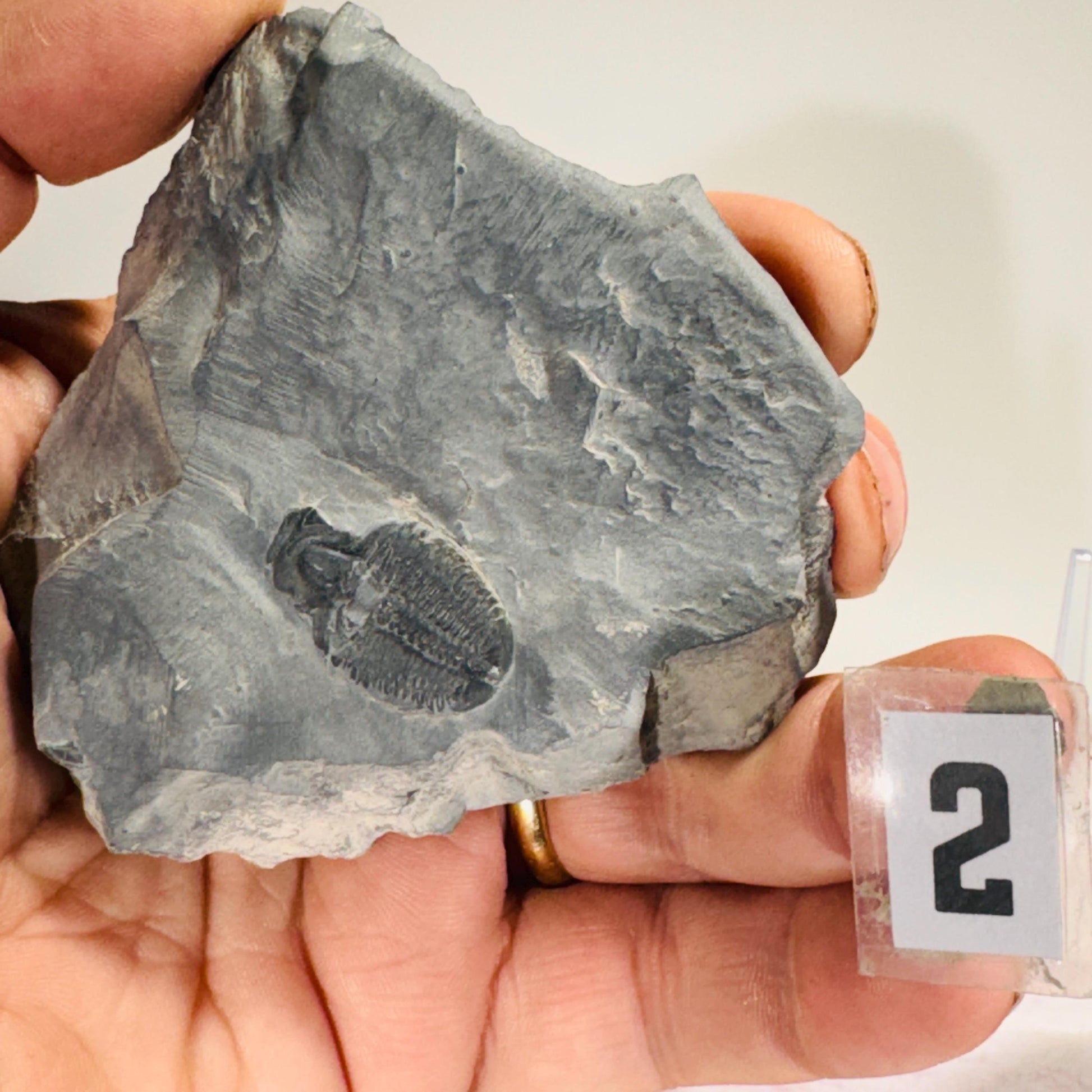 [shopname] - Partial trilobite fossils in Utah shale, rock decor