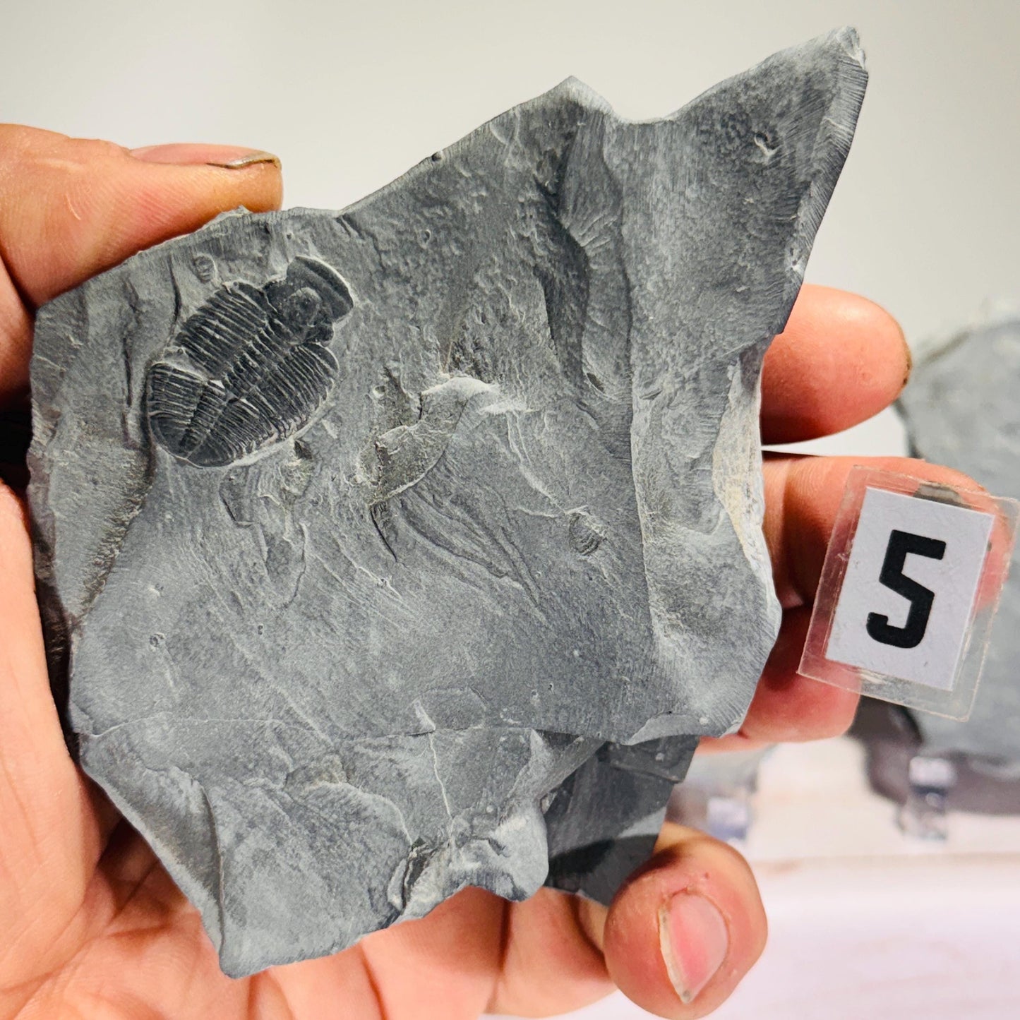 [shopname] - Partial trilobite fossils in Utah shale, rock decor
