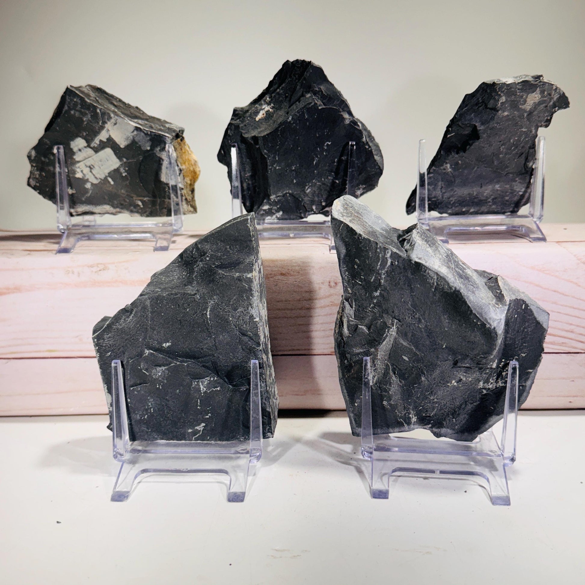 [shopname] - Partial trilobite fossils in Utah shale, rock decor