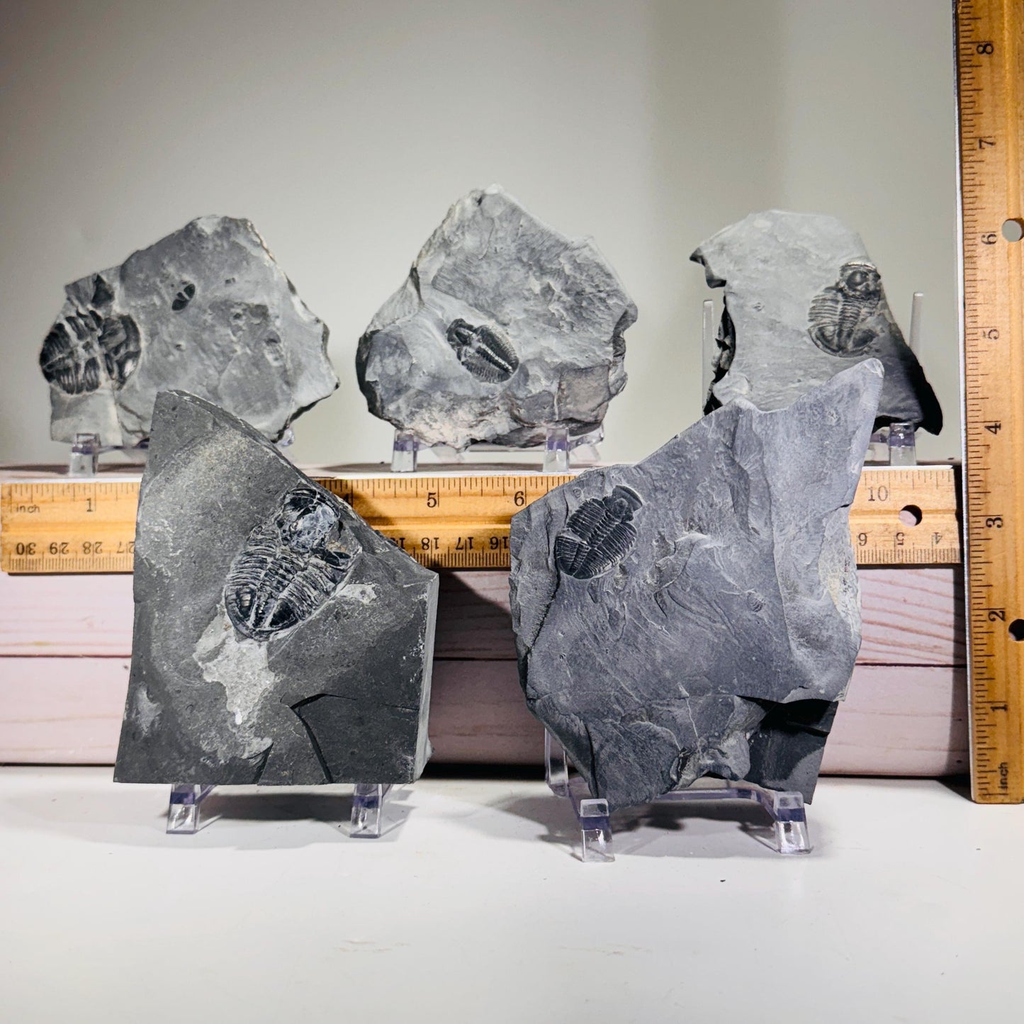 [shopname] - Partial trilobite fossils in Utah shale, rock decor
