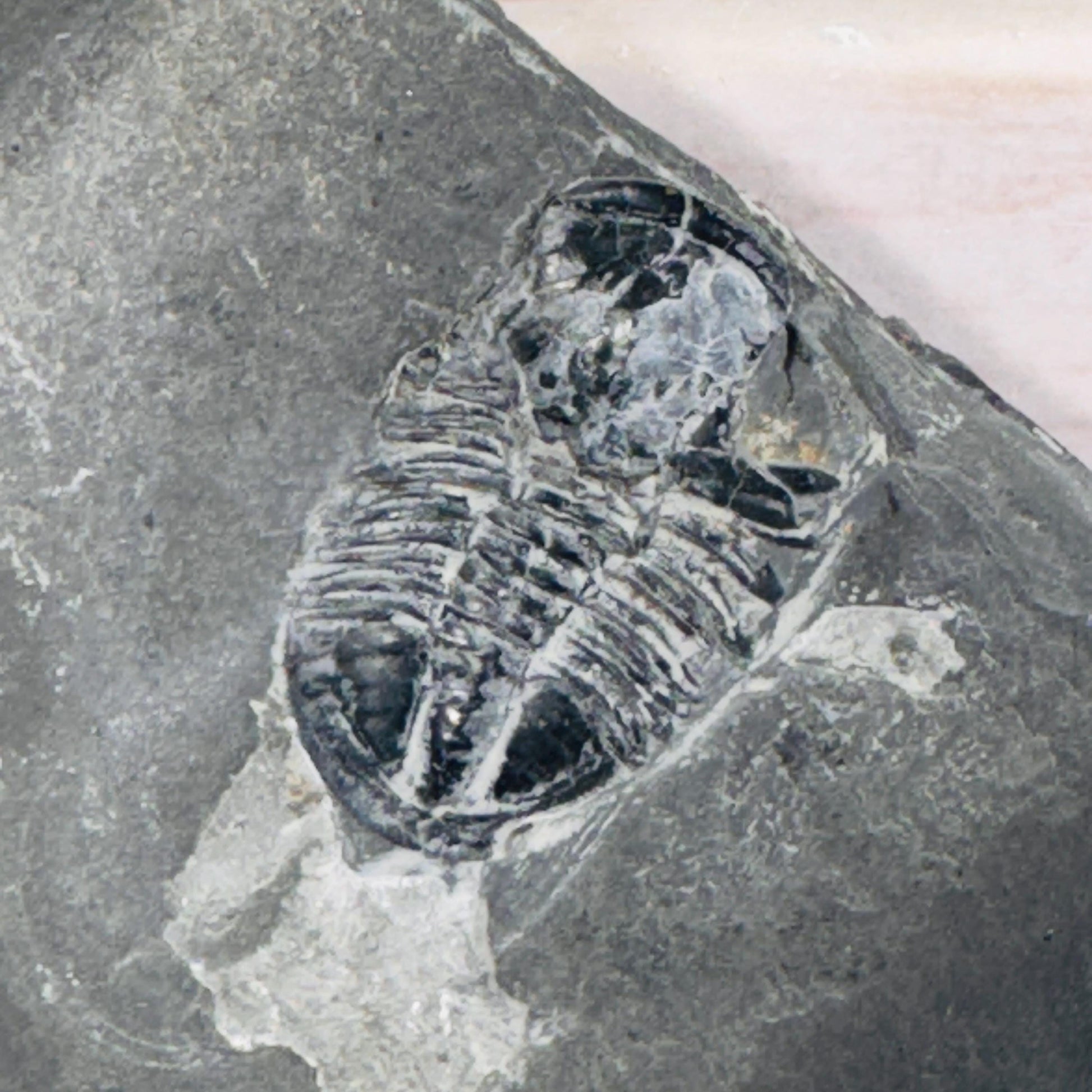 [shopname] - Partial trilobite fossils in Utah shale, rock decor