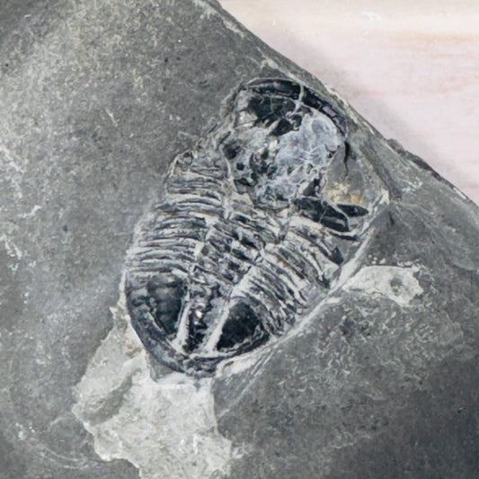 [shopname] - Partial trilobite fossils in Utah shale, rock decor