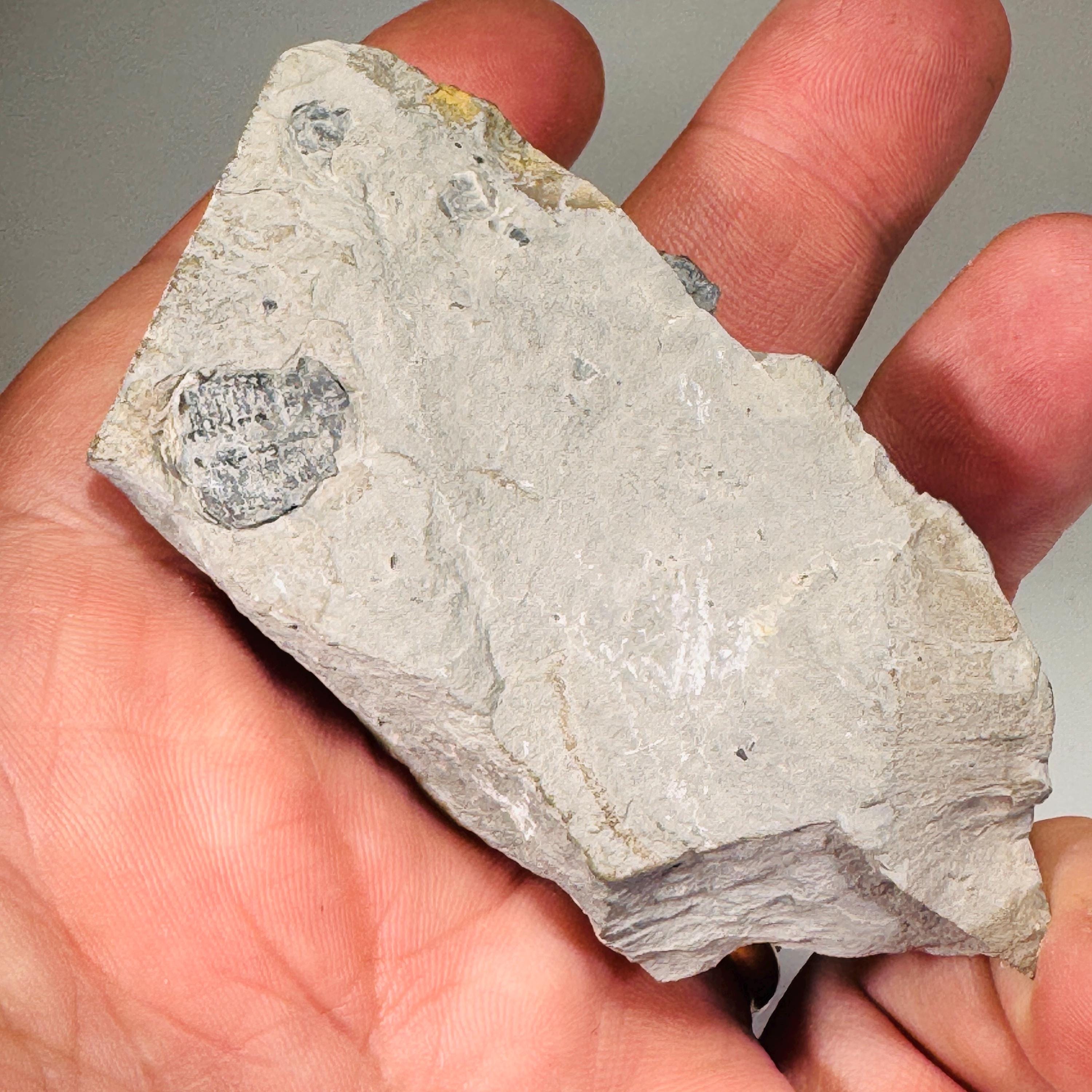 Trilobite fossils in Utah shale