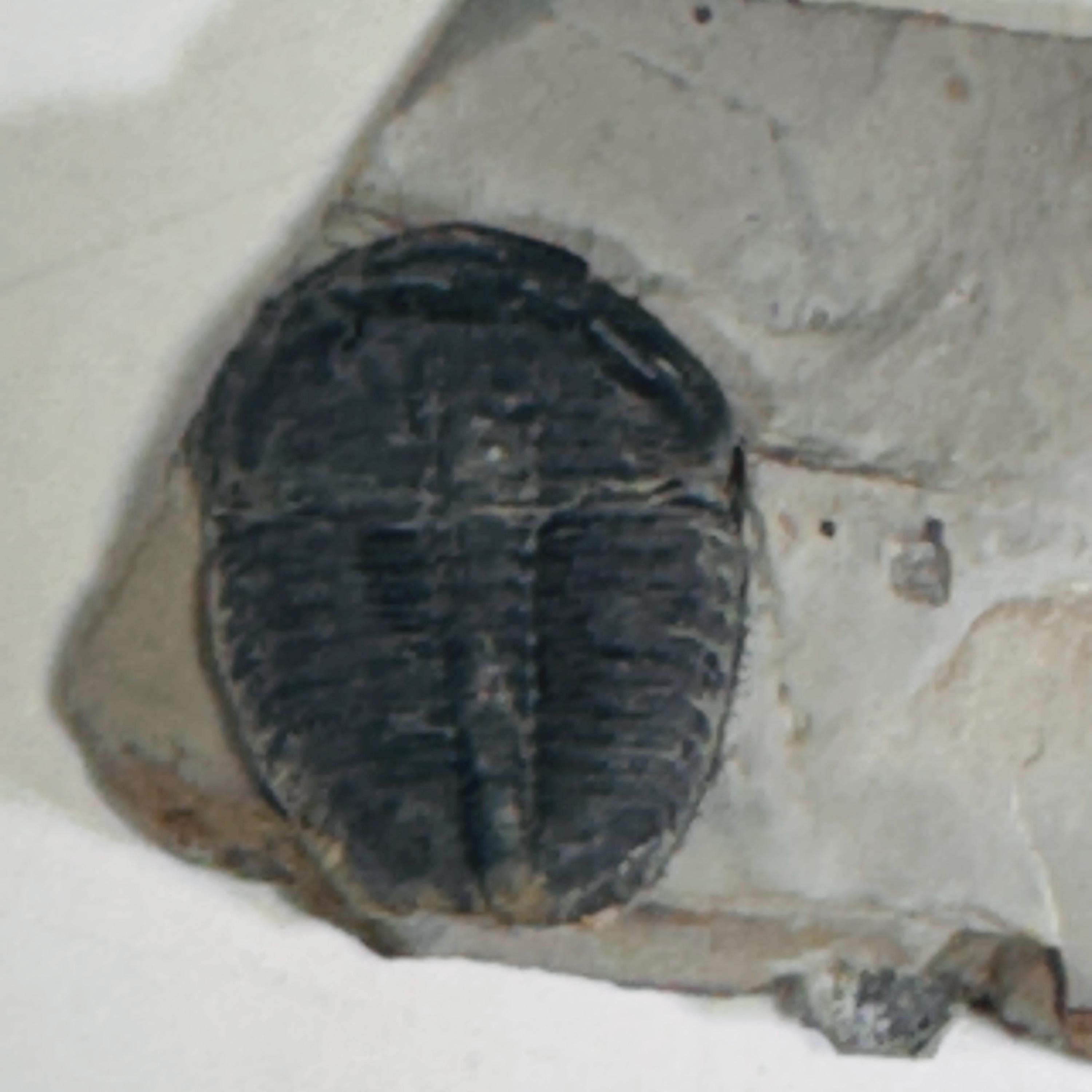 Trilobite fossils in Utah shale