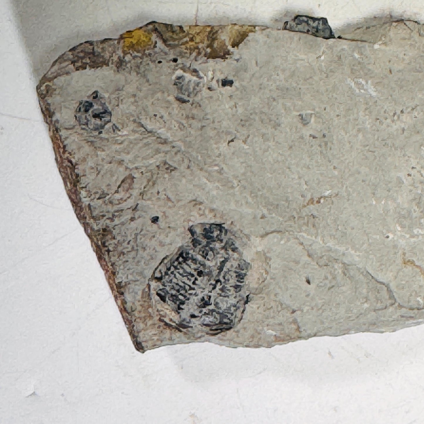 Trilobite fossils in Utah shale