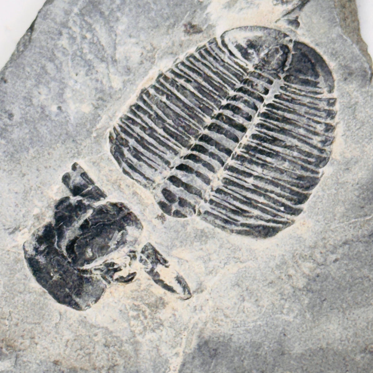 [shopname] - Trilobite fossil in Utah shale, rock decor