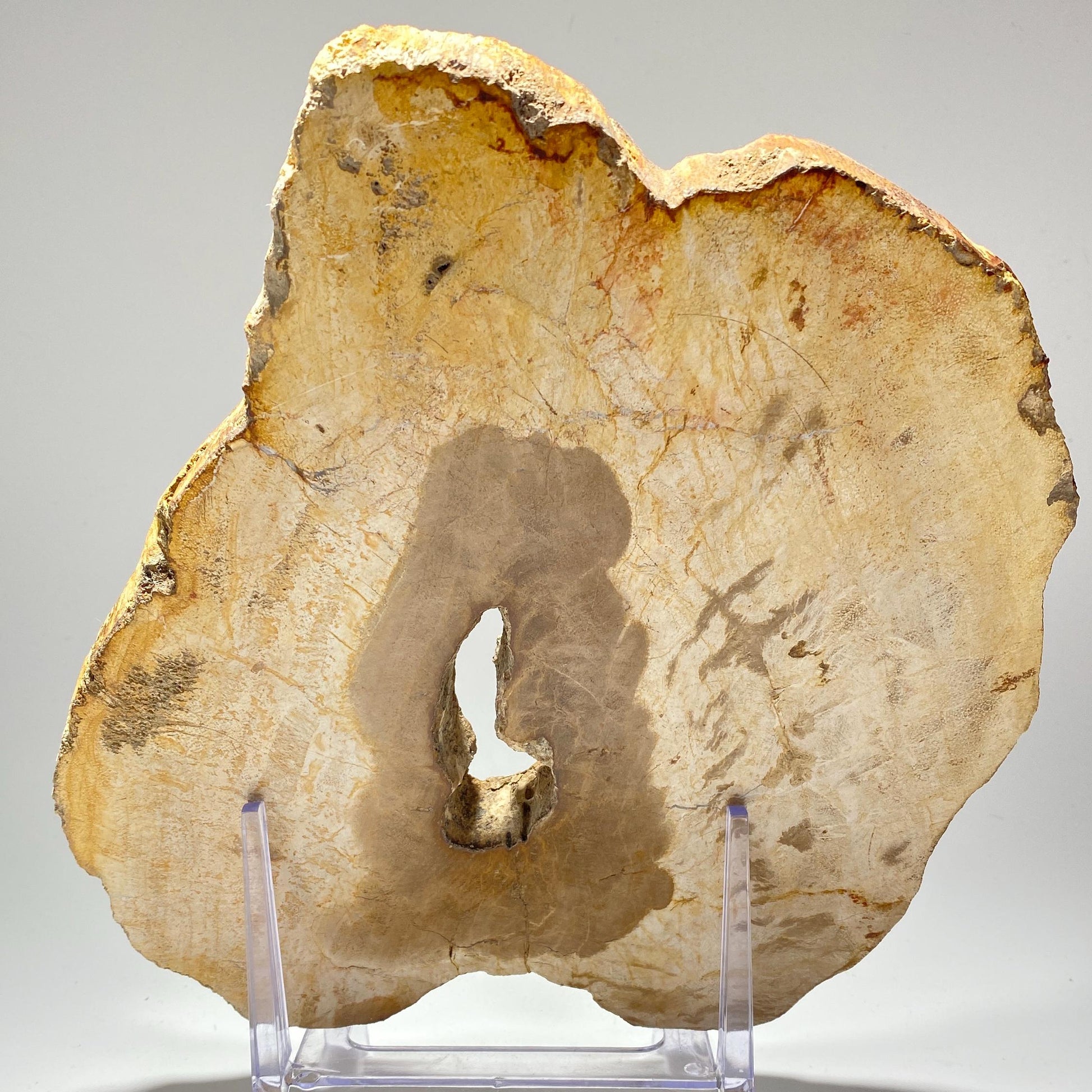 [shopname] - Petrified wood specimen in an acrylic stand, rock decor