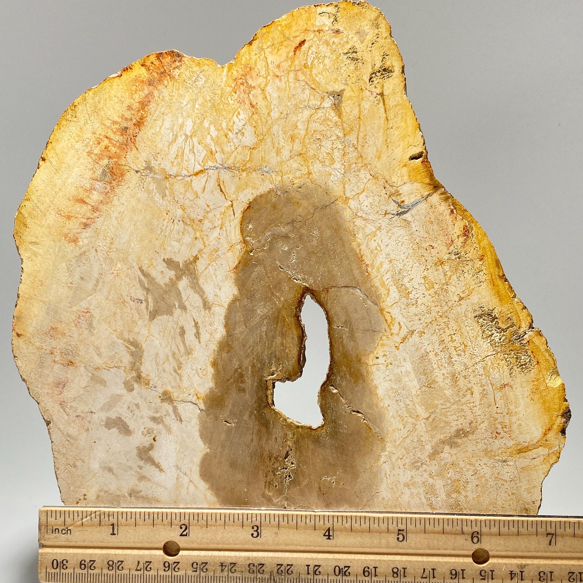 [shopname] - Petrified wood specimen in an acrylic stand, rock decor
