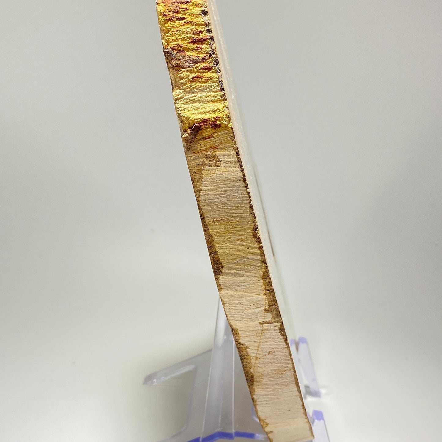 [shopname] - Petrified wood specimen in an acrylic stand, rock decor