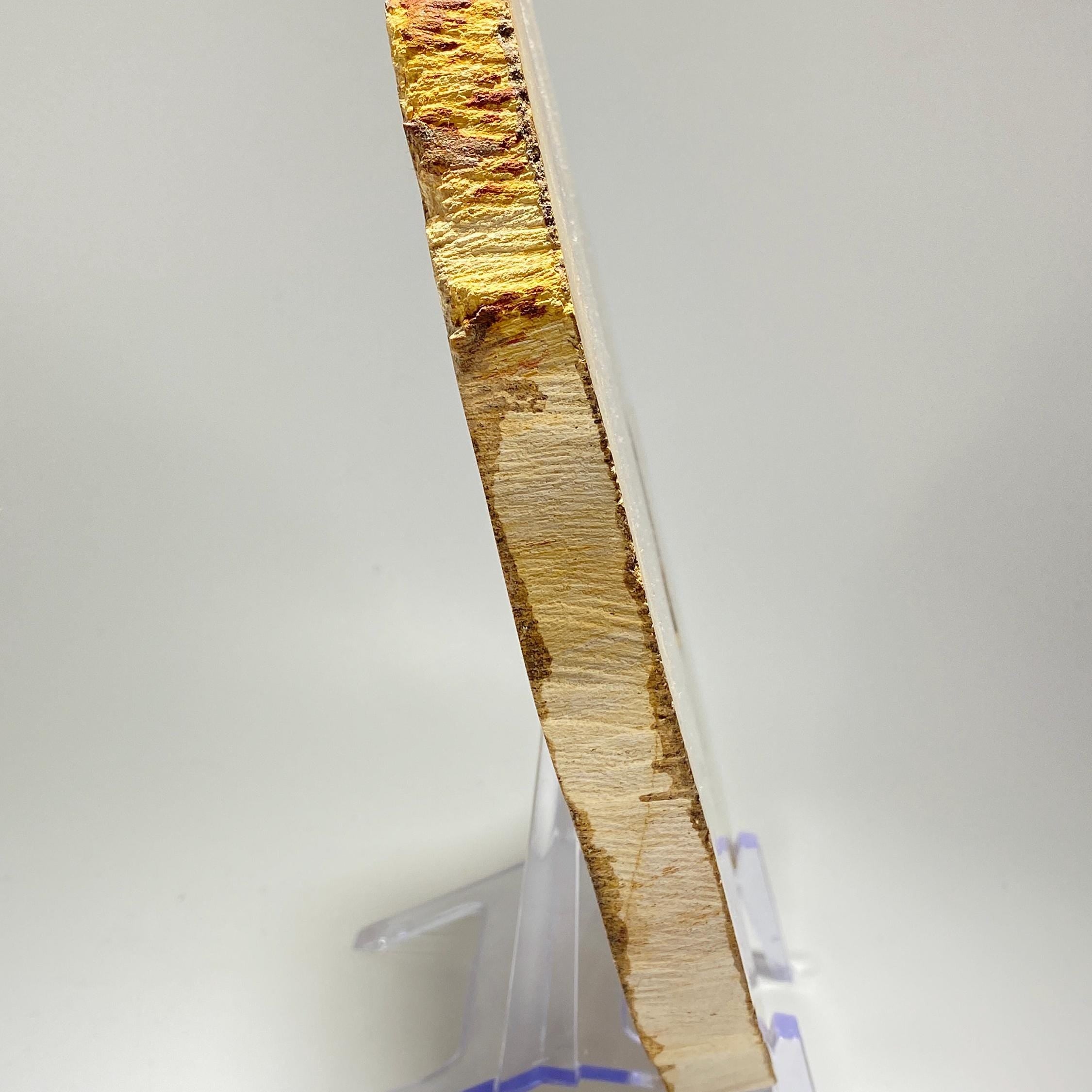 [shopname] - Petrified wood specimen in an acrylic stand, rock decor