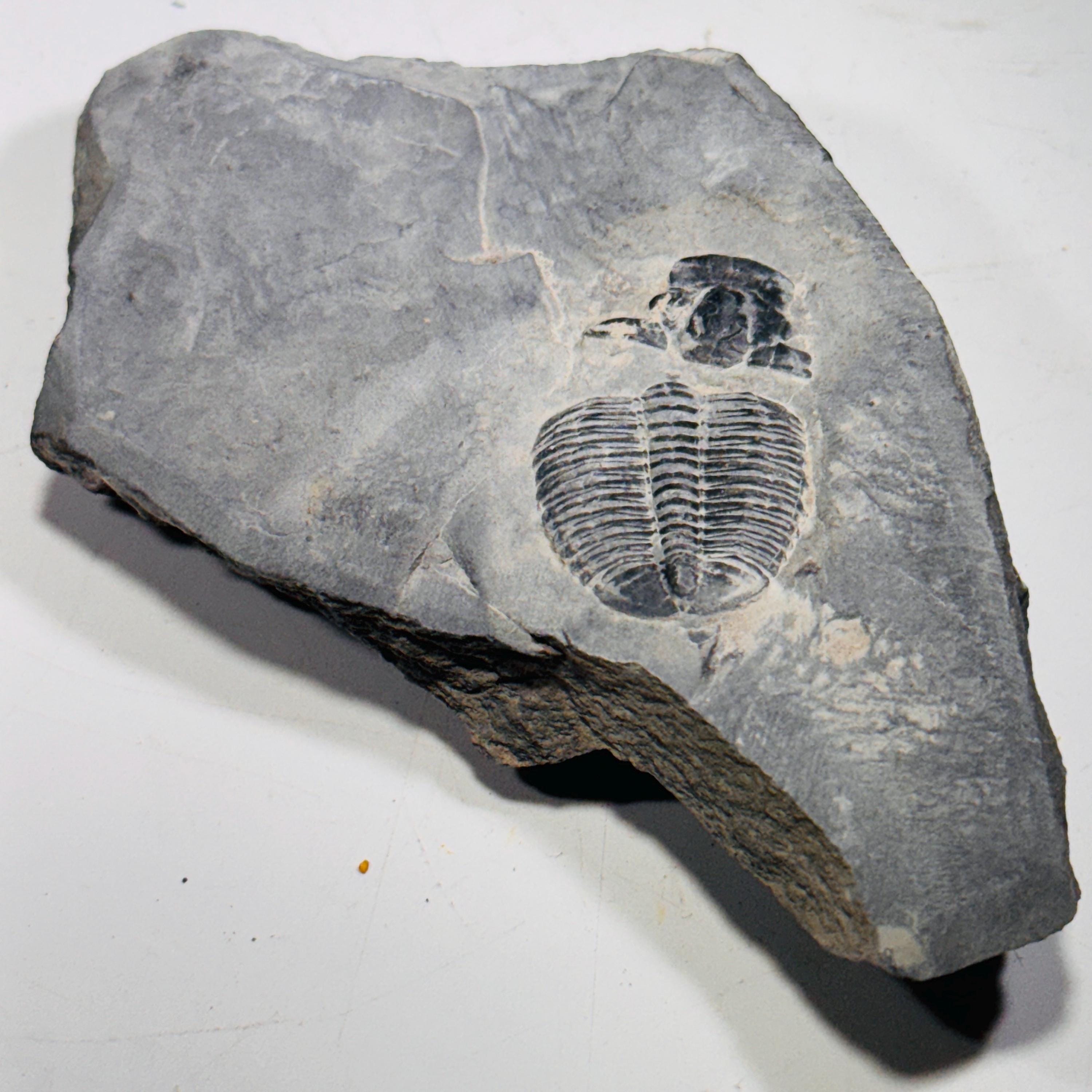 [shopname] - Trilobite fossil in Utah shale, rock decor