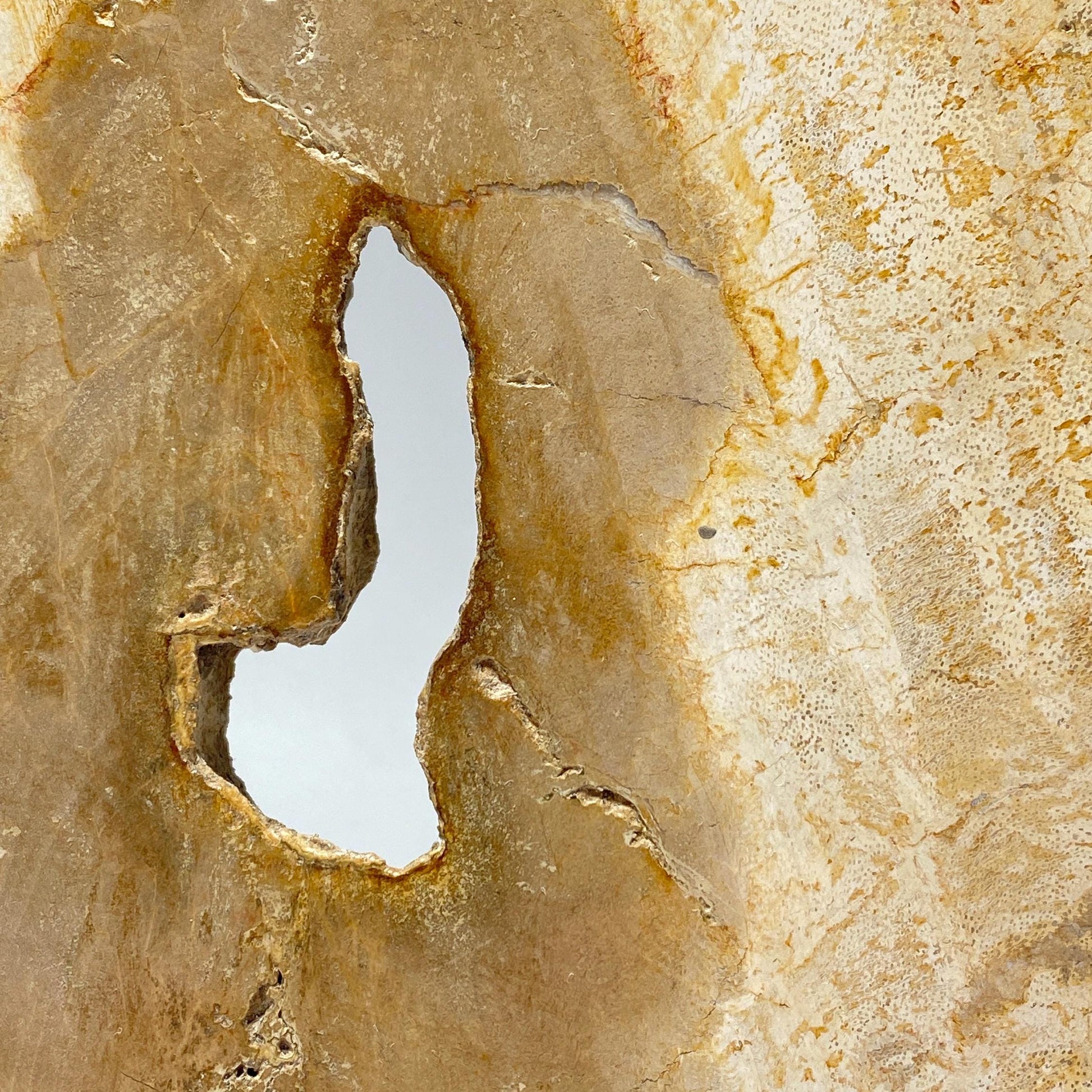 [shopname] - Petrified wood specimen in an acrylic stand, rock decor