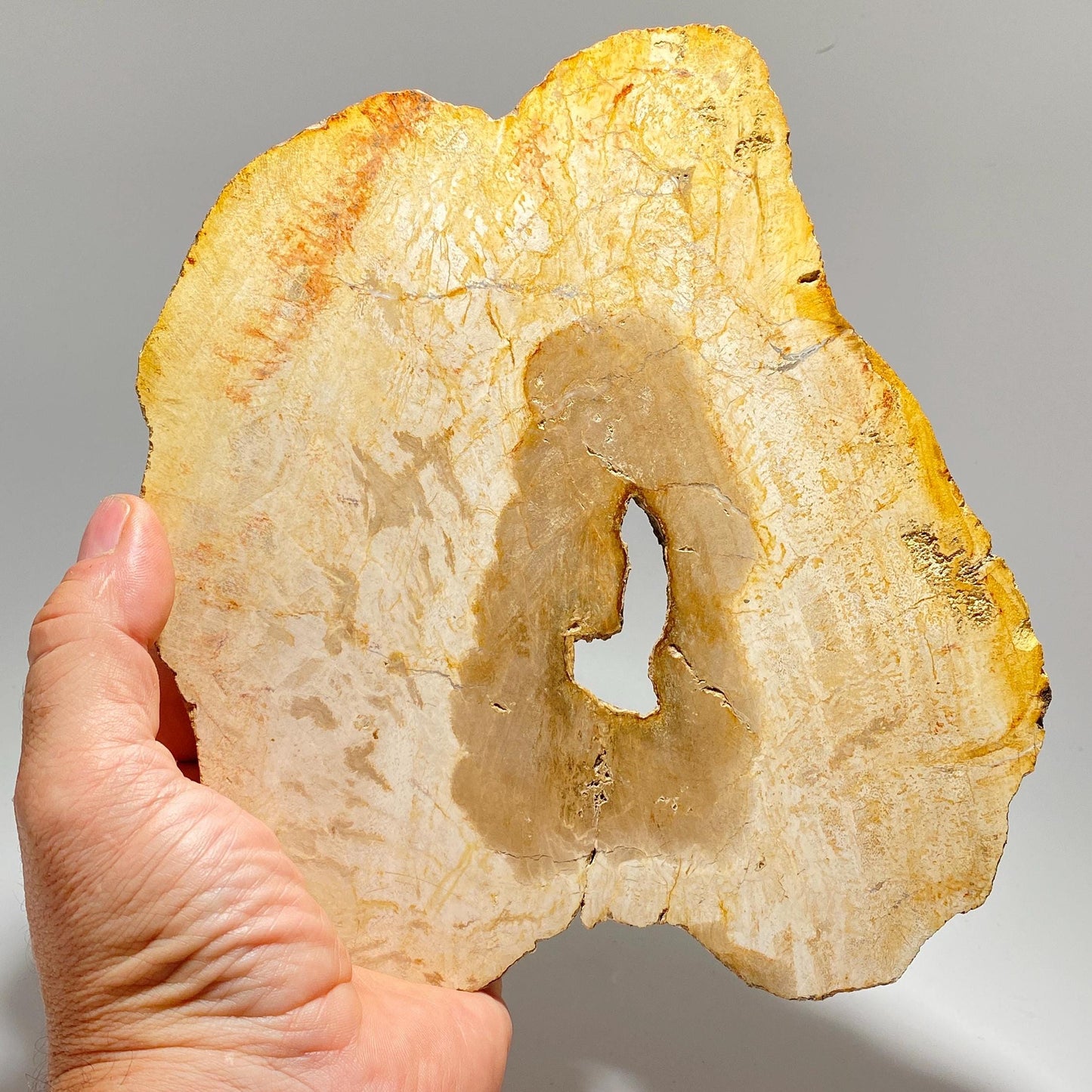 [shopname] - Petrified wood specimen in an acrylic stand, rock decor