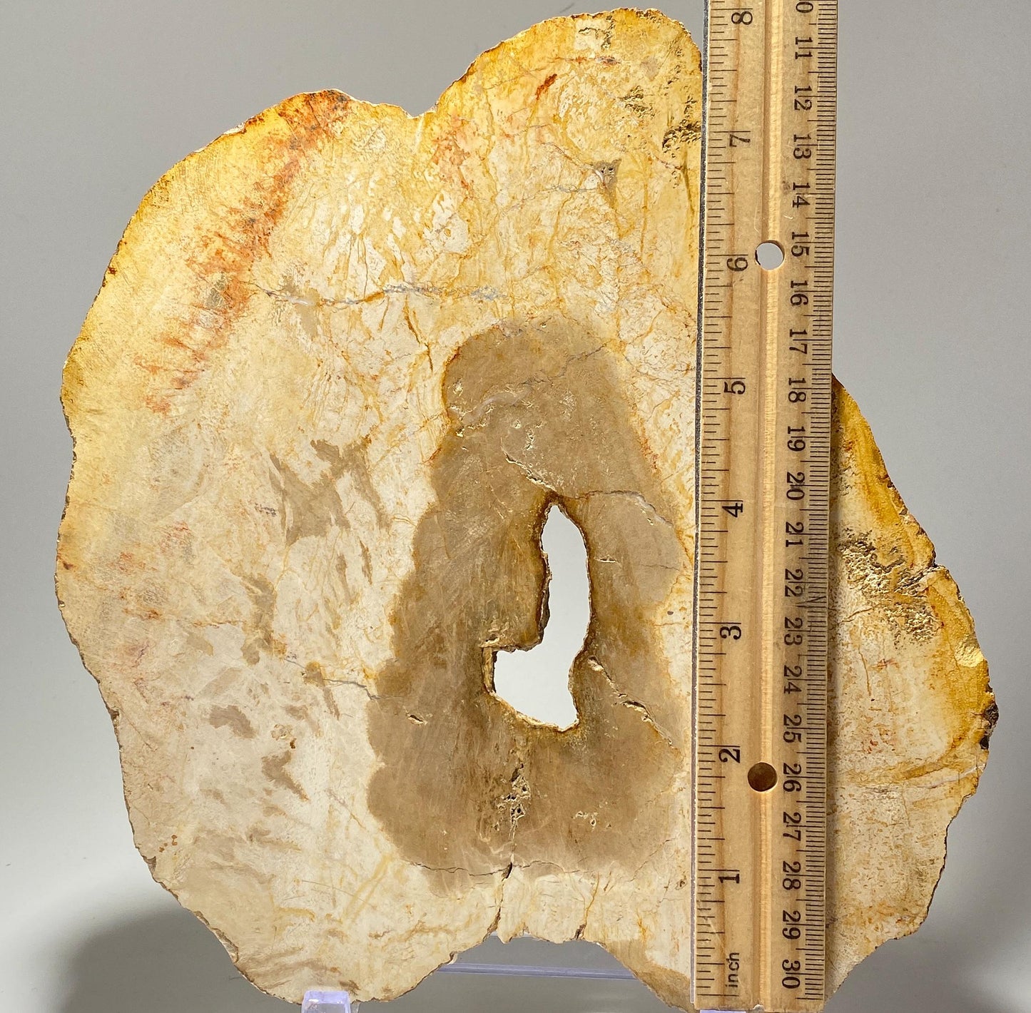 [shopname] - Petrified wood specimen in an acrylic stand, rock decor