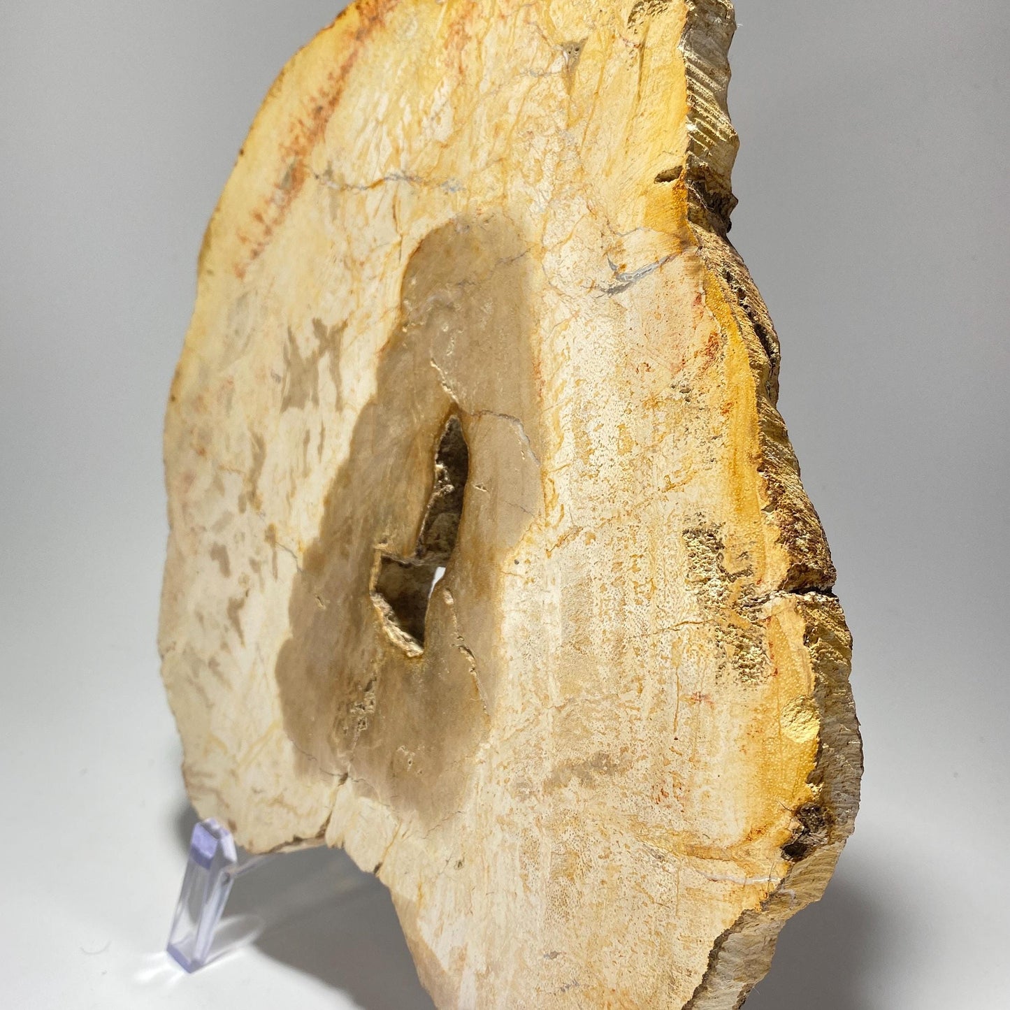 [shopname] - Petrified wood specimen in an acrylic stand, rock decor