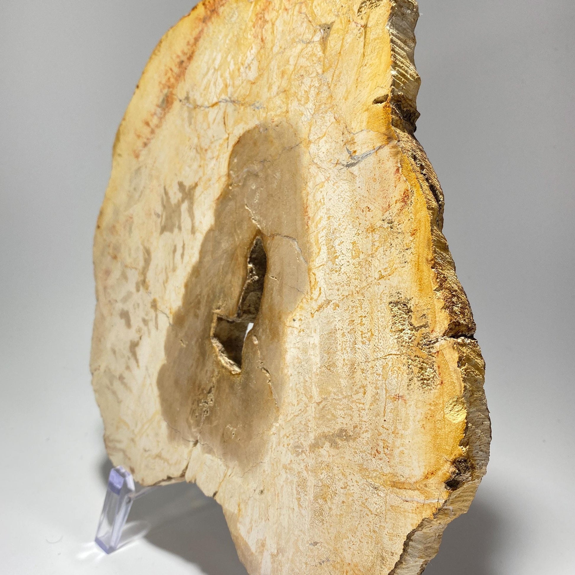 [shopname] - Petrified wood specimen in an acrylic stand, rock decor