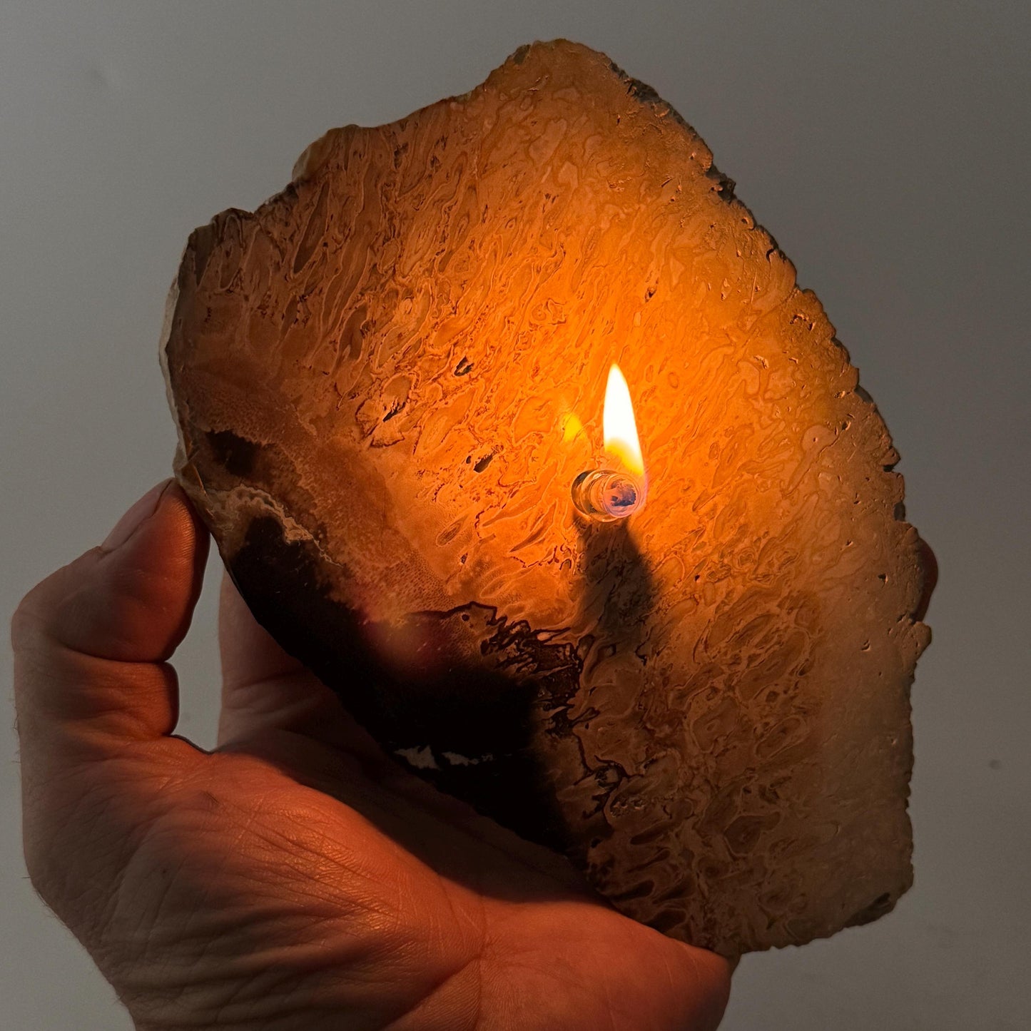 [shopname] - Petrified Palm Root Oil Lamp, rock decor