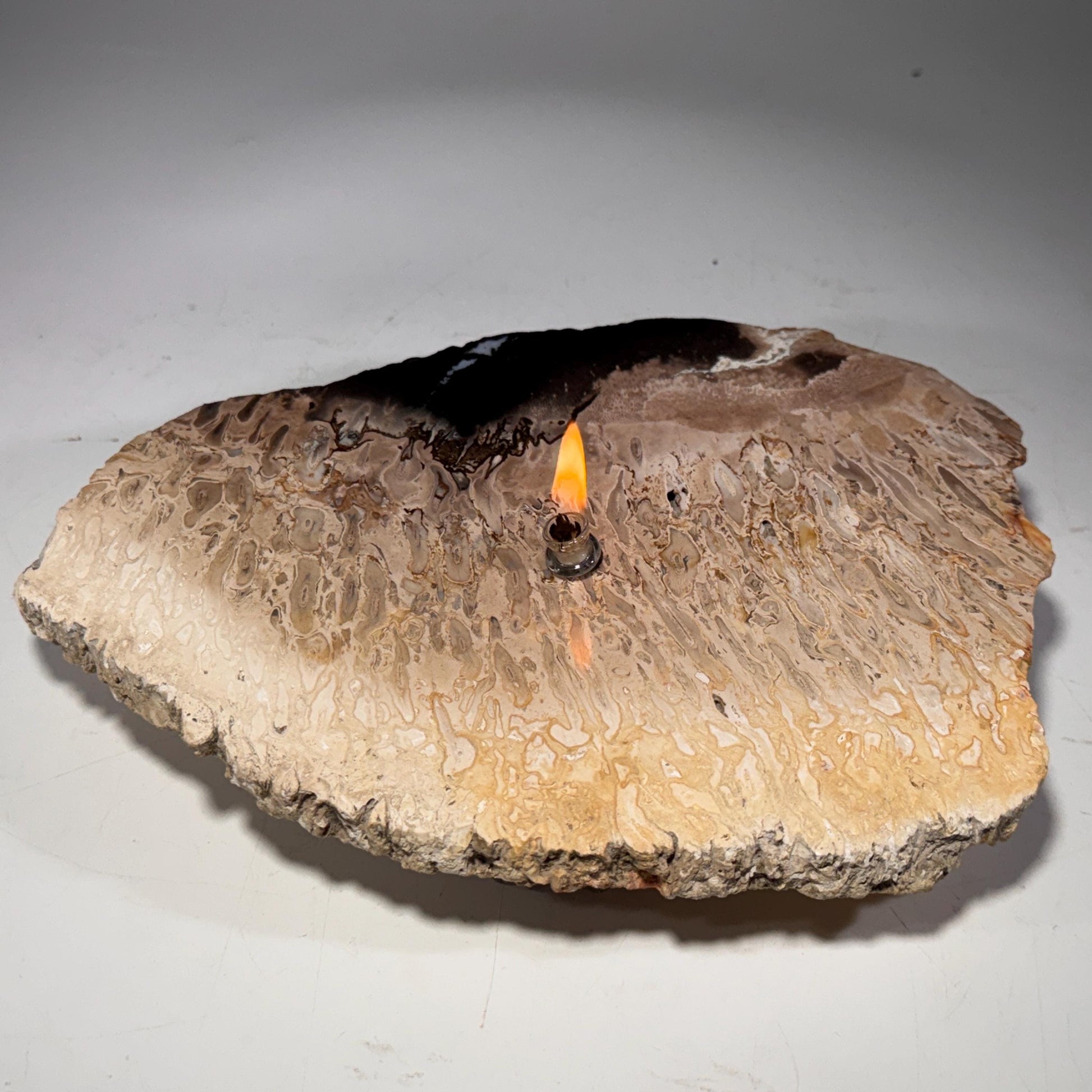 [shopname] - Petrified Palm Root Oil Lamp, rock decor