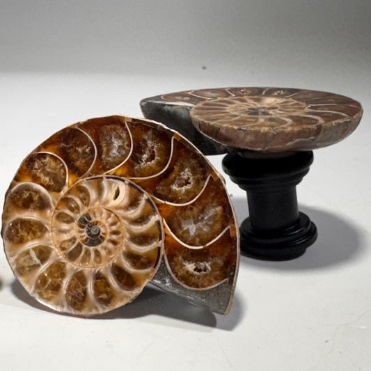 [shopname] - Large Fossil Ammonite Cabinet Knob, rock decor