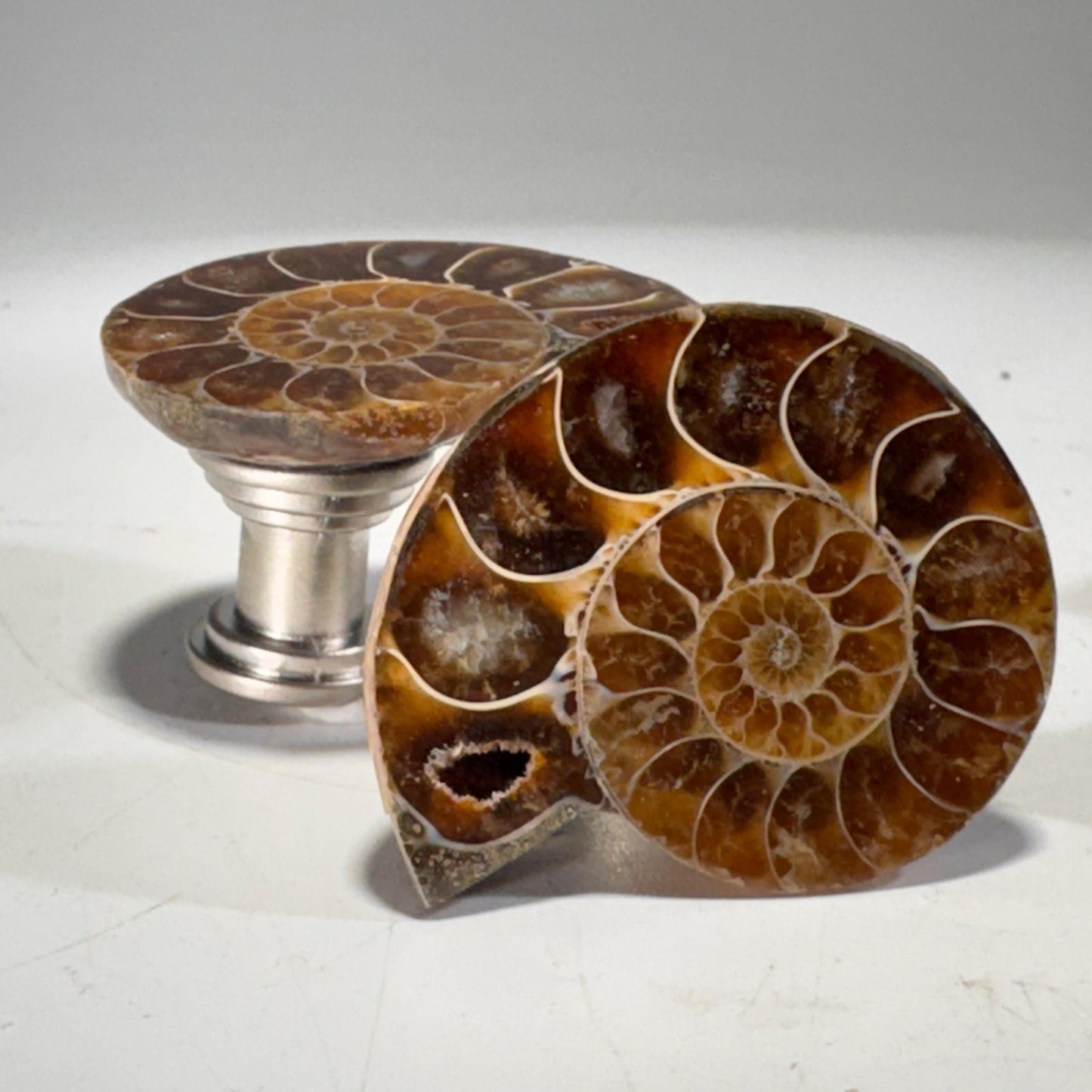 [shopname] - Large Fossil Ammonite Cabinet Knob, rock decor