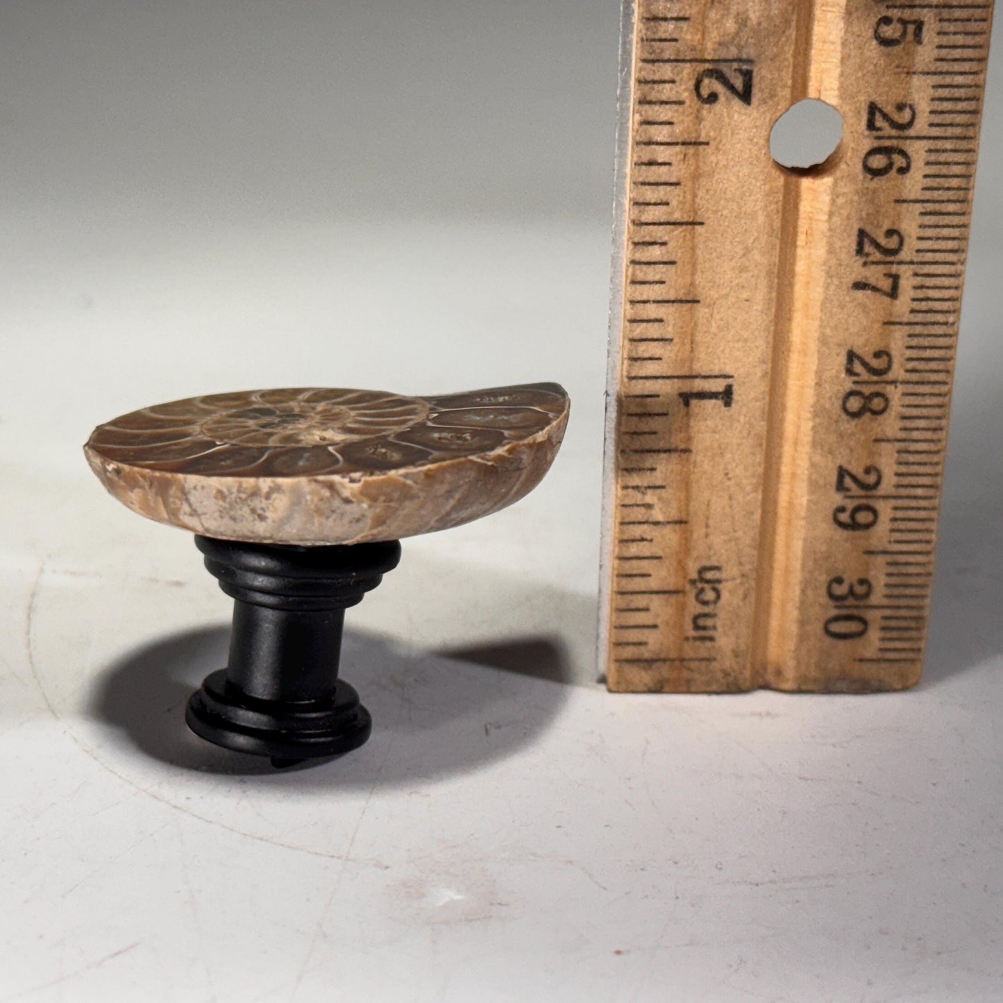 [shopname] - Large Fossil Ammonite Cabinet Knob, rock decor