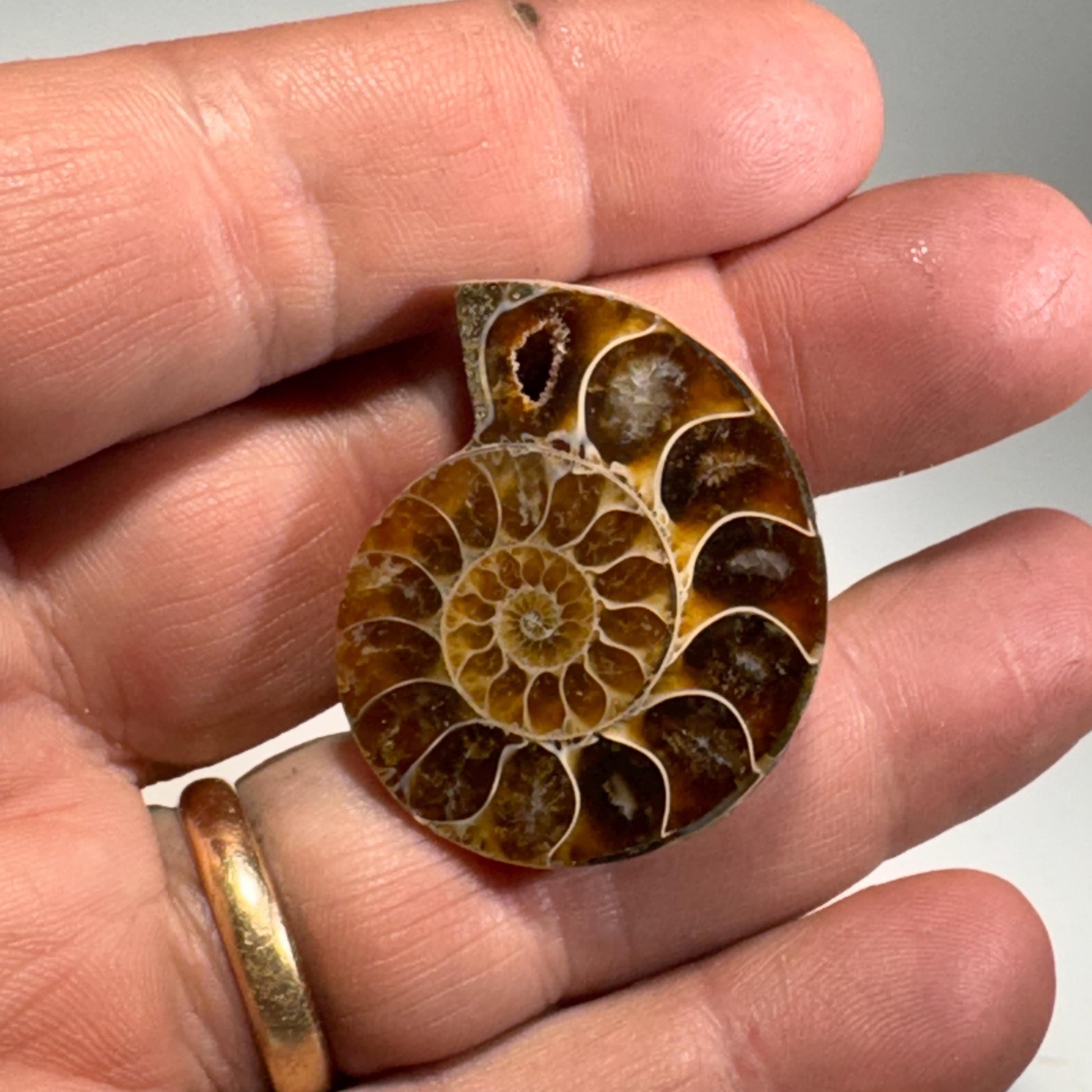 [shopname] - Large Fossil Ammonite Cabinet Knob, rock decor