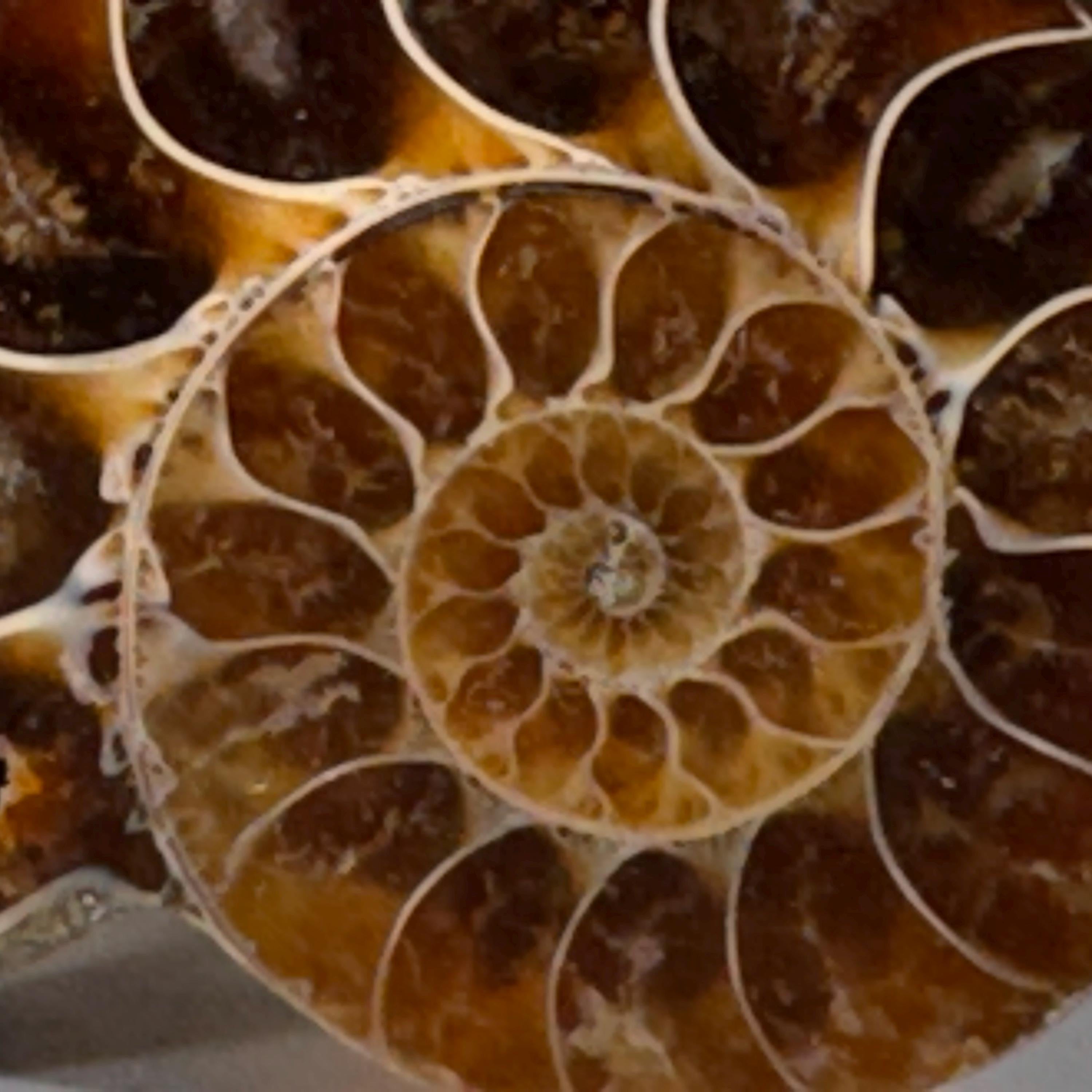 [shopname] - Cabinet knobs - large fossil ammonite | drawer knobs, kitchen knobs, dresser knobs, fossil knobs, rock knobs, rock decor, rock decor