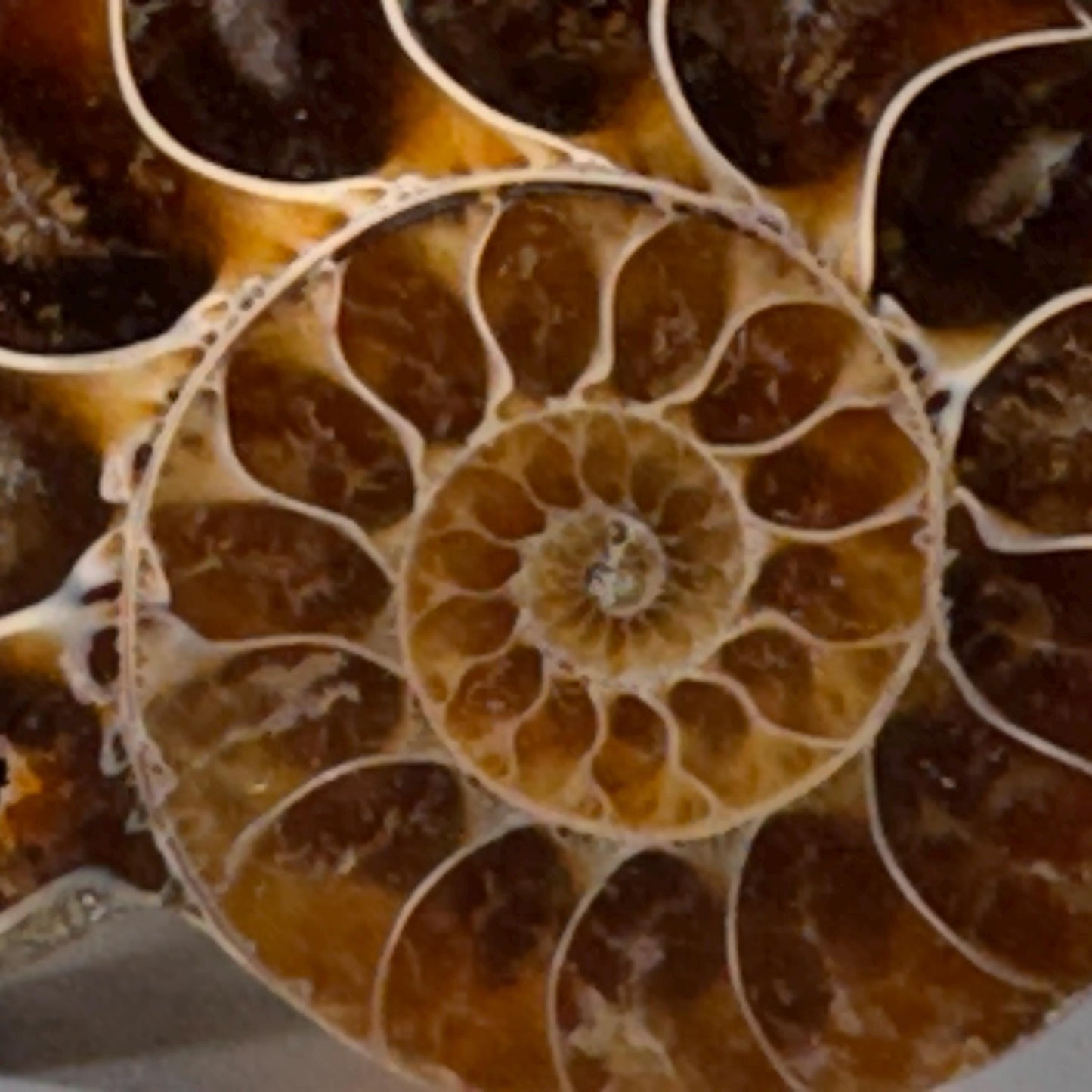 [shopname] - Large Fossil Ammonite Cabinet Knob, rock decor