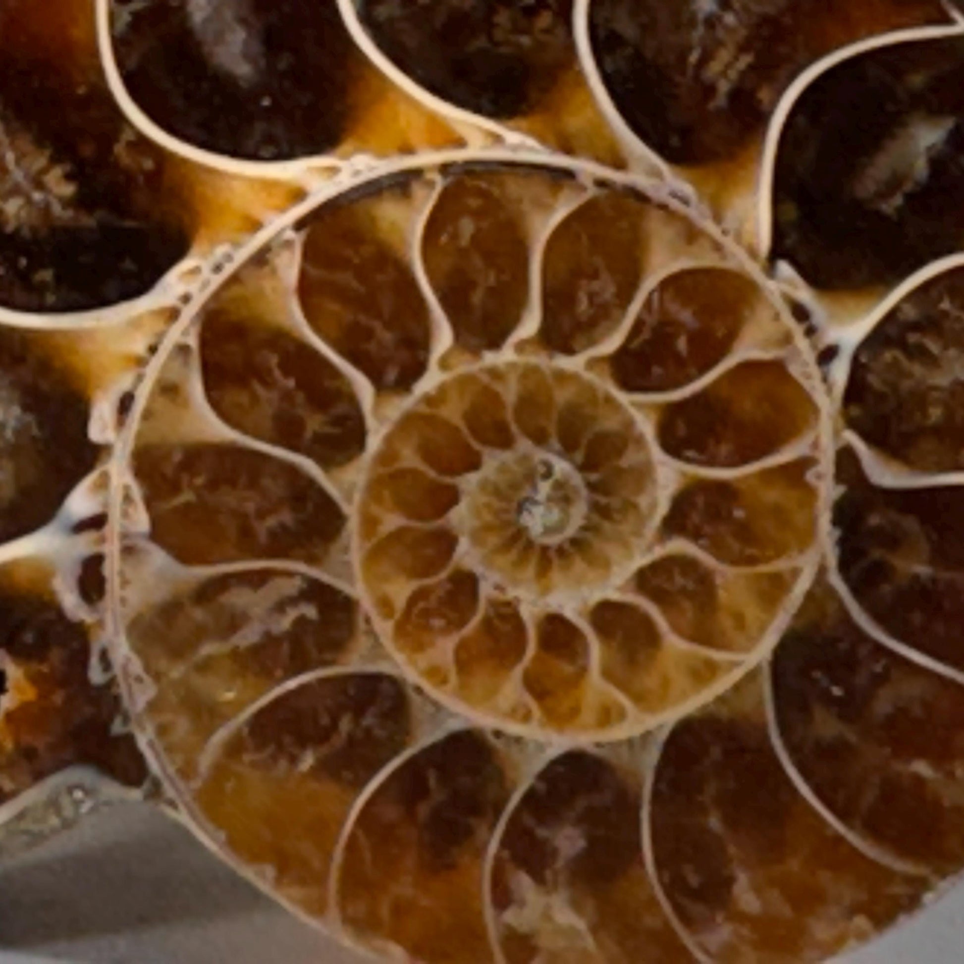 [shopname] - Large Fossil Ammonite Cabinet Knob, rock decor