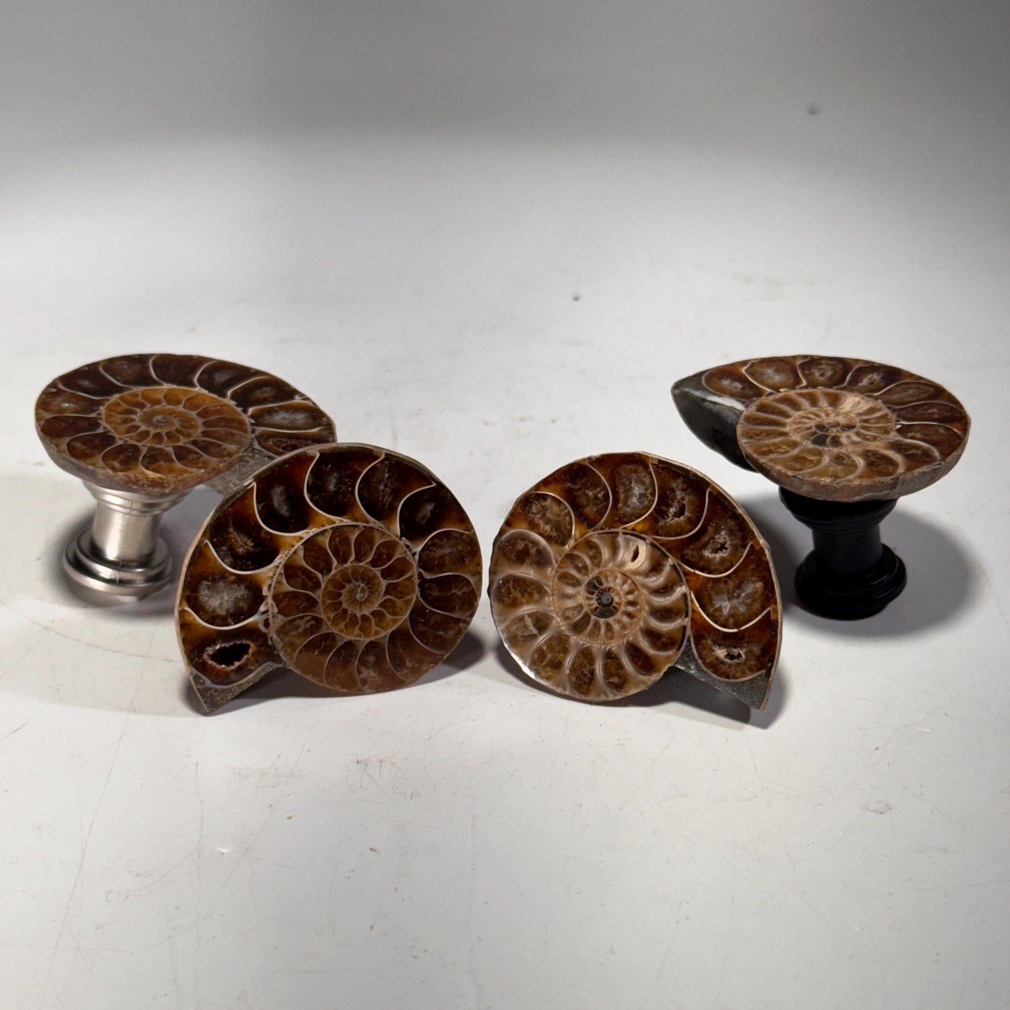 [shopname] - Large Fossil Ammonite Cabinet Knob, rock decor