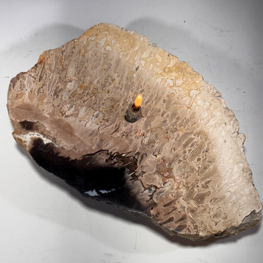 [shopname] - Petrified Palm Root Oil Lamp, rock decor