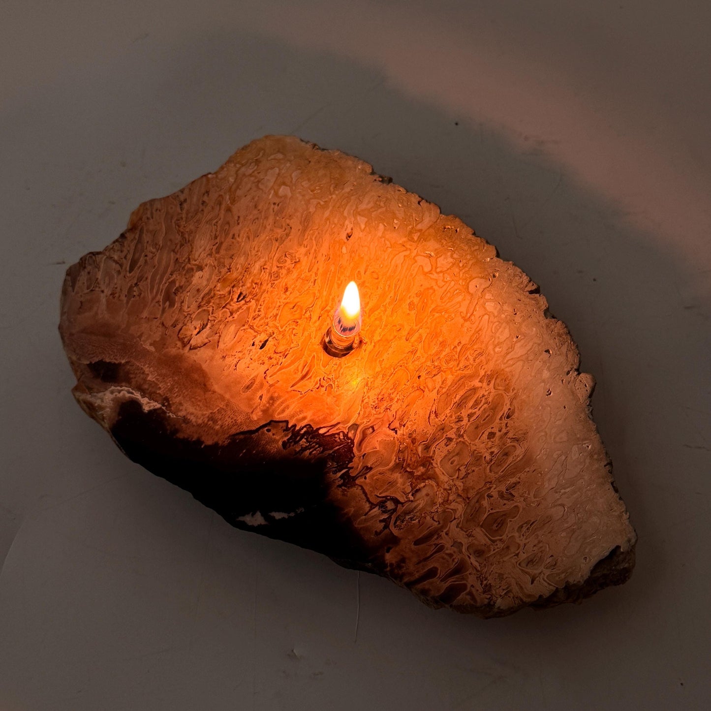 [shopname] - Petrified Palm Root Oil Lamp, rock decor