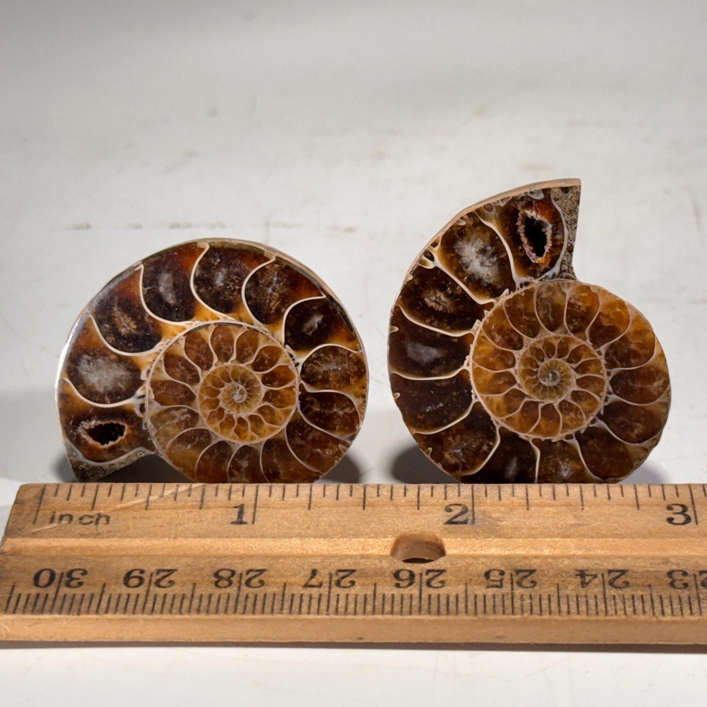 [shopname] - Large Fossil Ammonite Cabinet Knob, rock decor