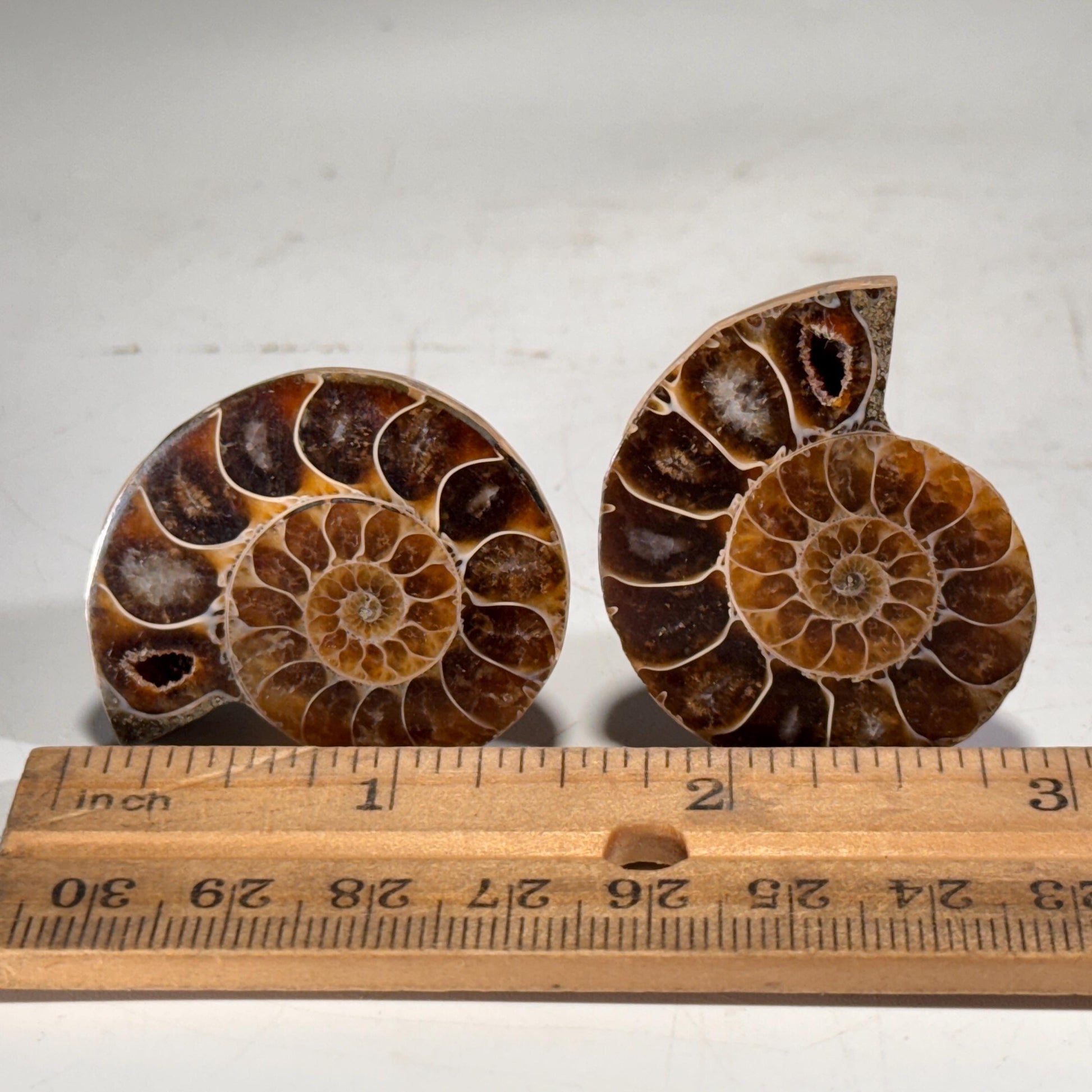 [shopname] - Large Fossil Ammonite Cabinet Knob, rock decor