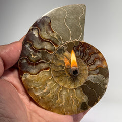 [shopname] - Rock Candle, Ammonite fossil | rock oil candle, nautilus fossil, fossil oil lamp, fossil candle, metaphysical, rock or candle lover gift, rock decor