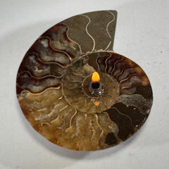 [shopname] - Rock Candle, Ammonite fossil | rock oil candle, nautilus fossil, fossil oil lamp, fossil candle, metaphysical, rock or candle lover gift, rock decor