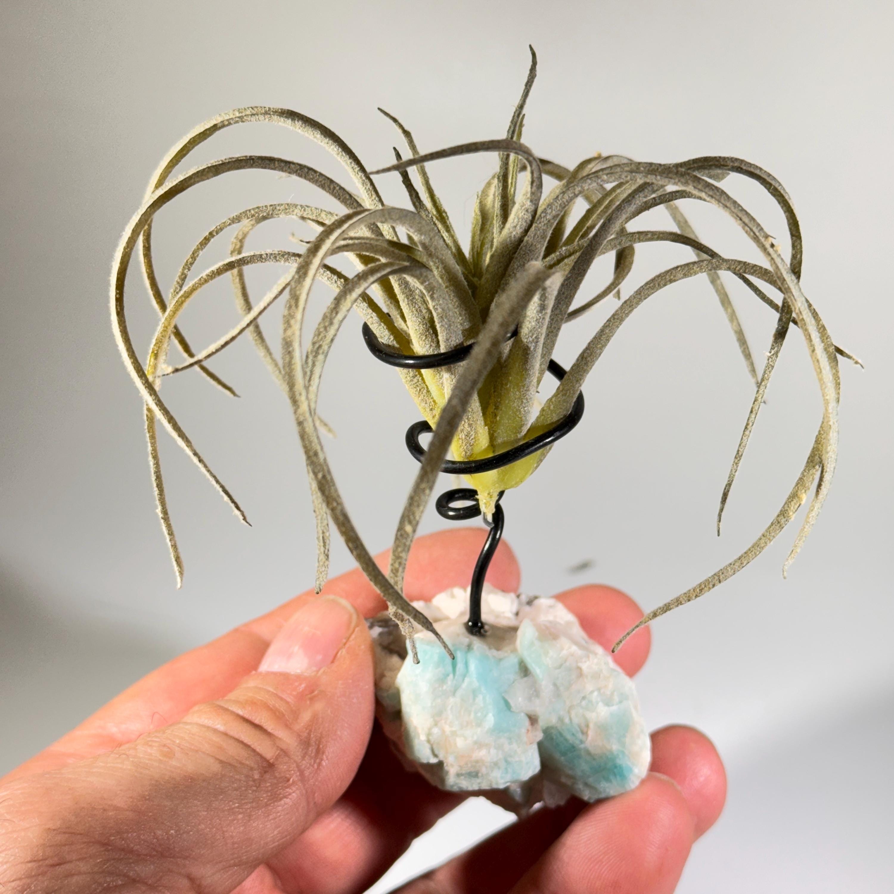 [shopname] - Air plant holder - Amazonite and smoky quartz, rock decor