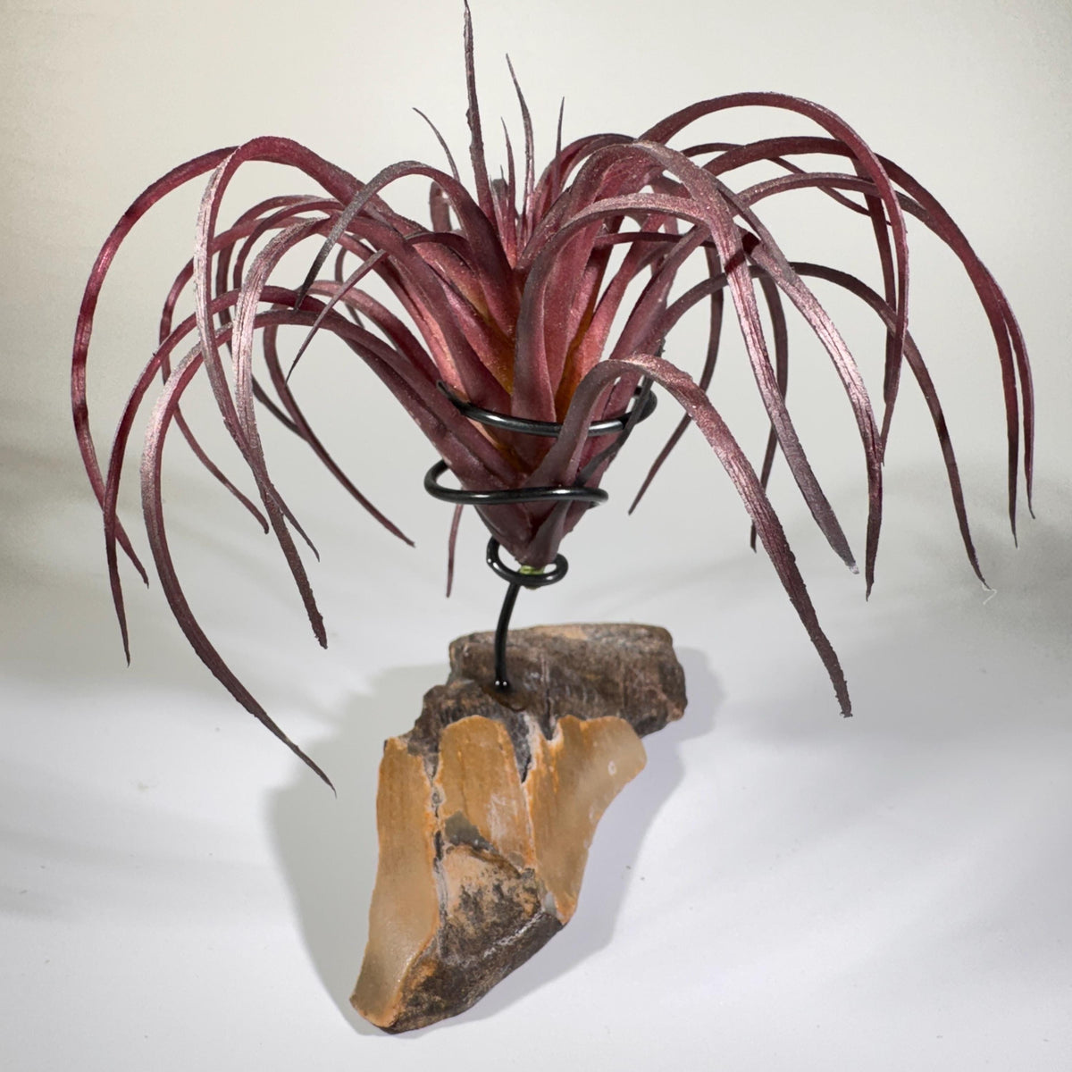 [shopname] - Air plant holder - Megalodon tooth - air plant NOT INCLUDED, rock decor