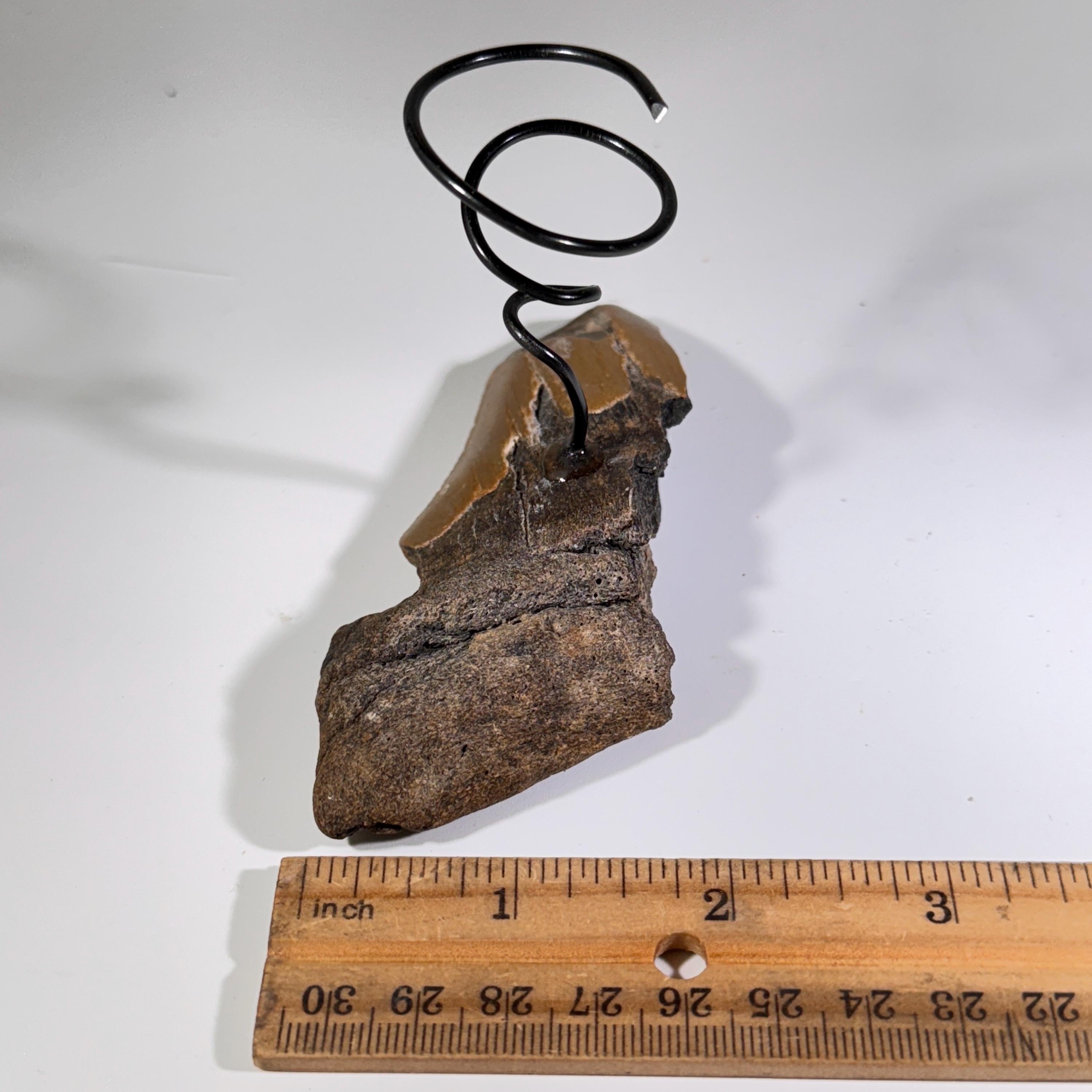 [shopname] - Air plant holder - Megalodon tooth - air plant NOT INCLUDED, rock decor